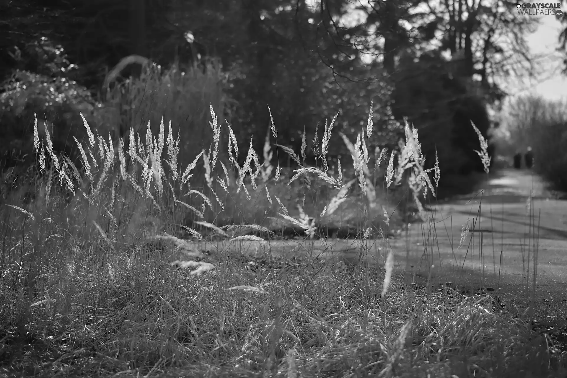 Way, dry, grass