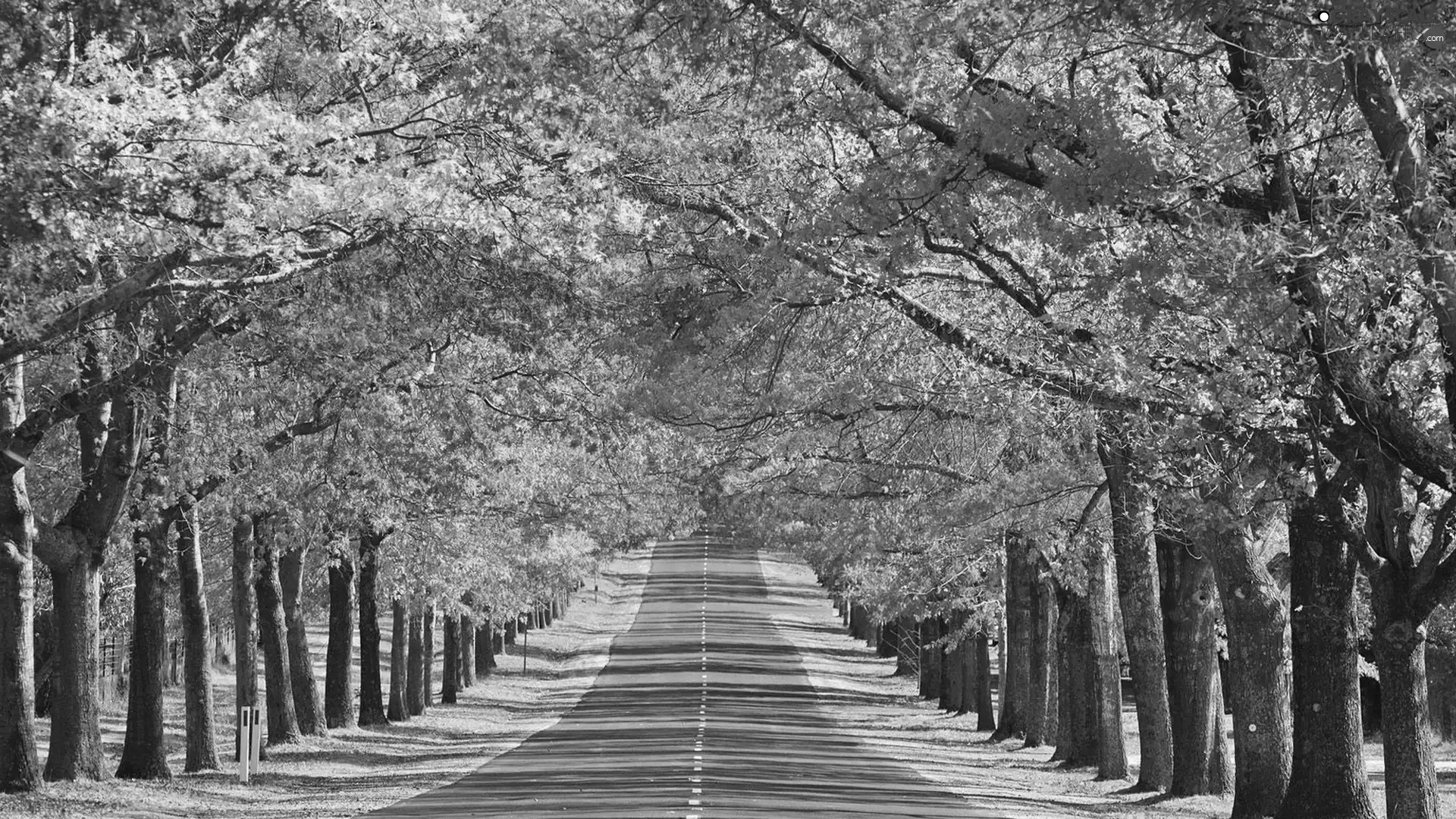 hedge, trees, Way, autumn