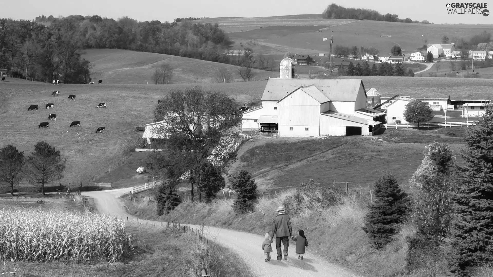 medows, Cows, Way, farm