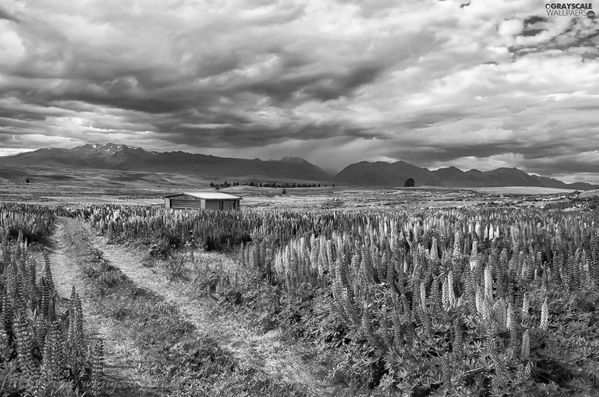 Mountains, field, Way, clouds