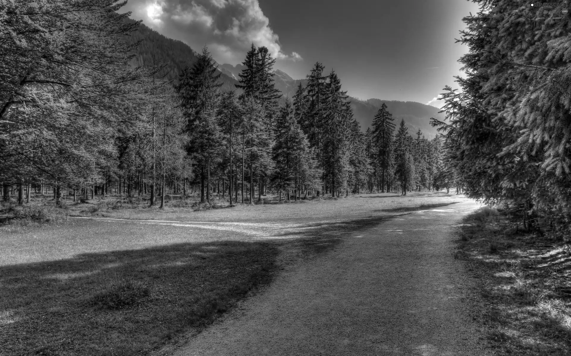 Way, Mountains, forest, Spruces, Green