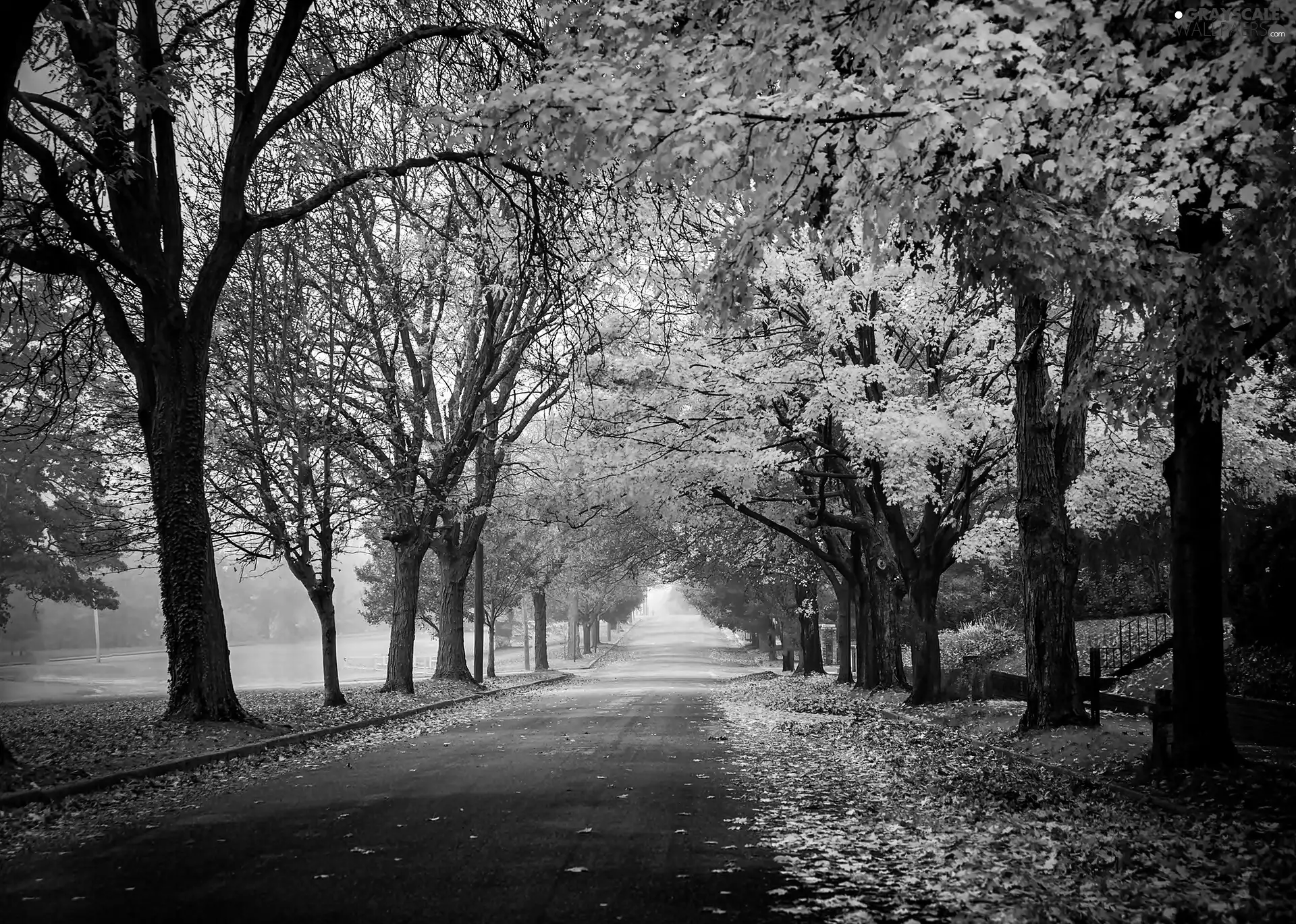 Way, autumn, Park