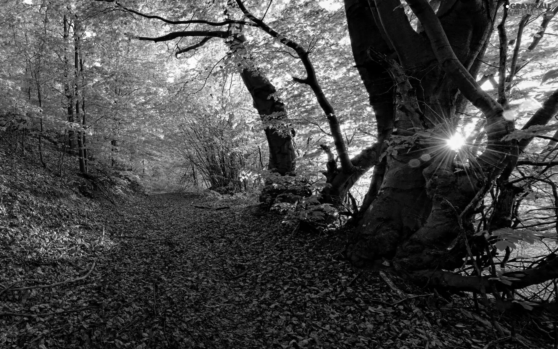 flash, forest, Przebijające, rays, ligh, autumn, Way, sun, luminosity, sun