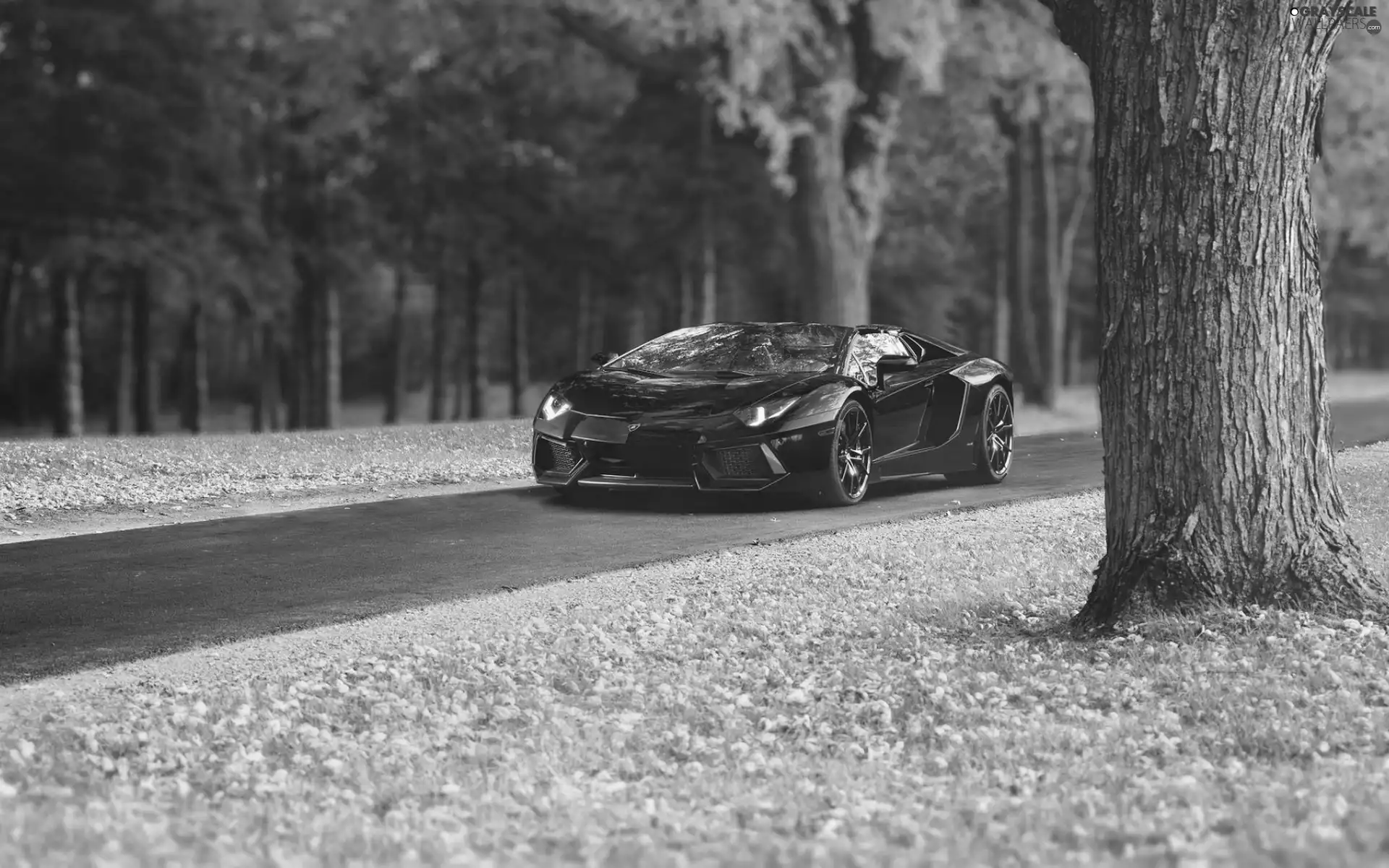 Red, Aventador, Way, Lamborghini