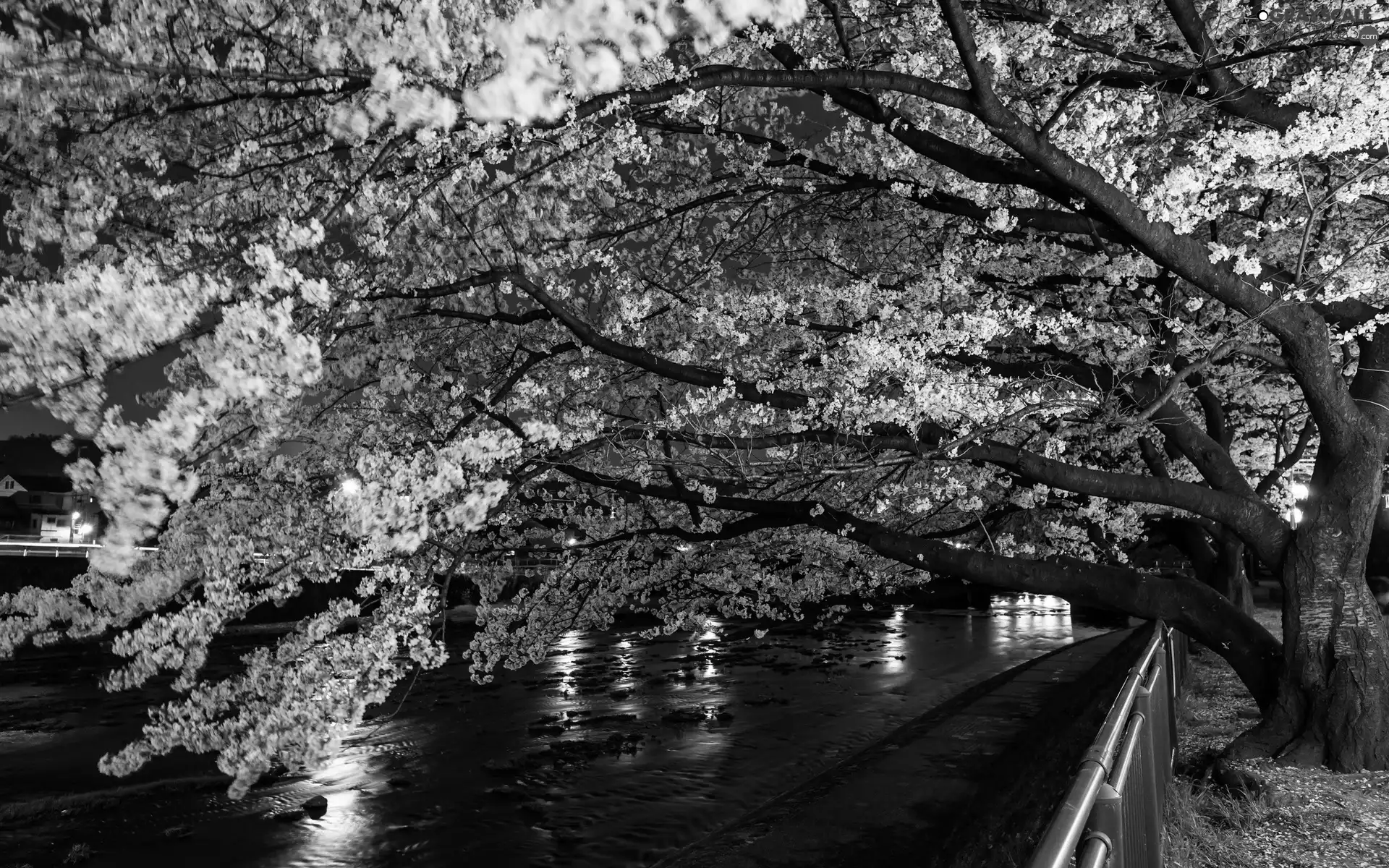 trees, Park, Way, River, viewes, flourishing