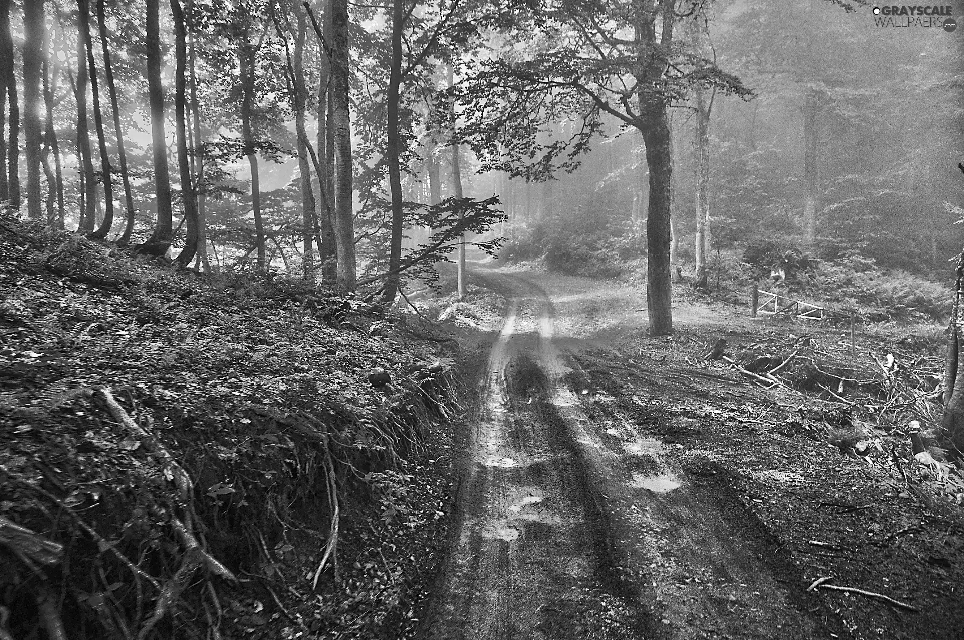 Way, forest, roots