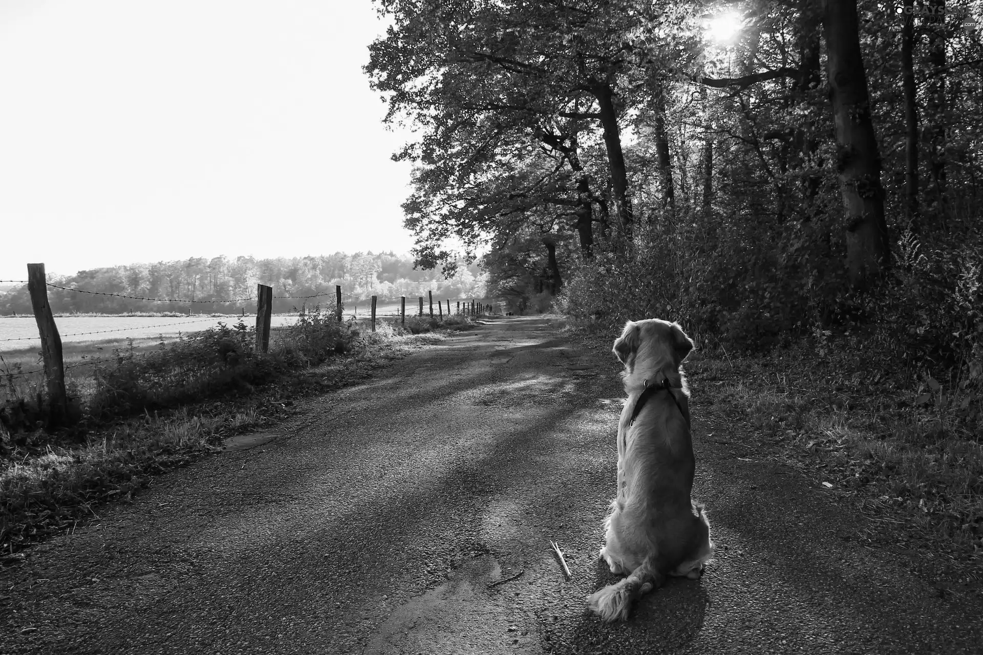 light breaking through sky, dog, Way