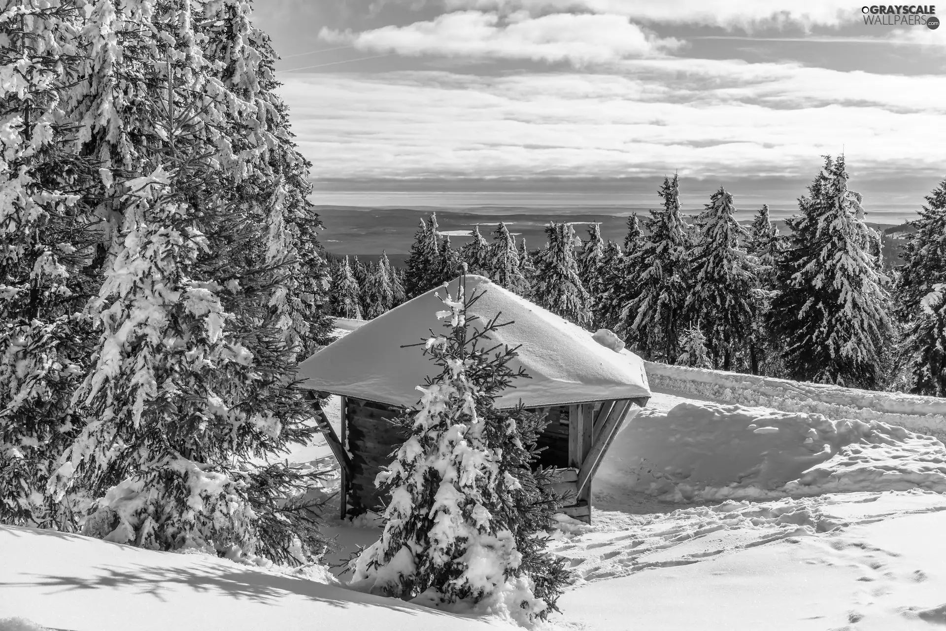 Way, Spruces, forest, arbour, winter