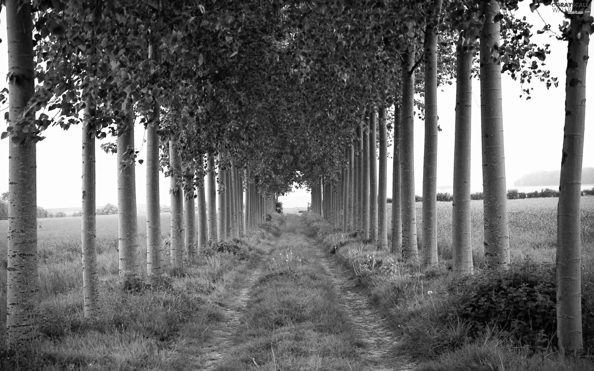 summer, viewes, Way, trees