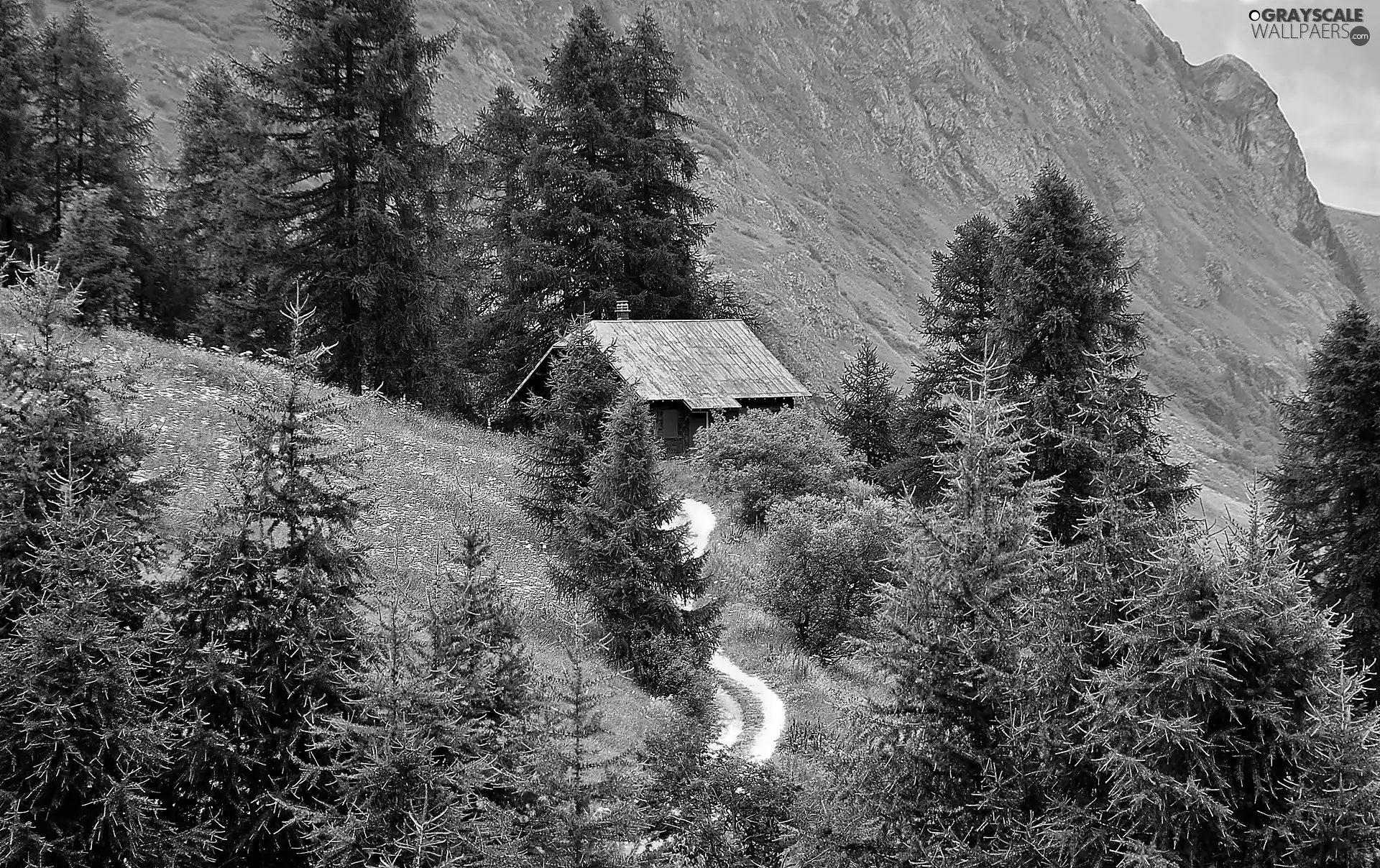 Meadow, Alps, house, forest, Mountains, Way, Tirol