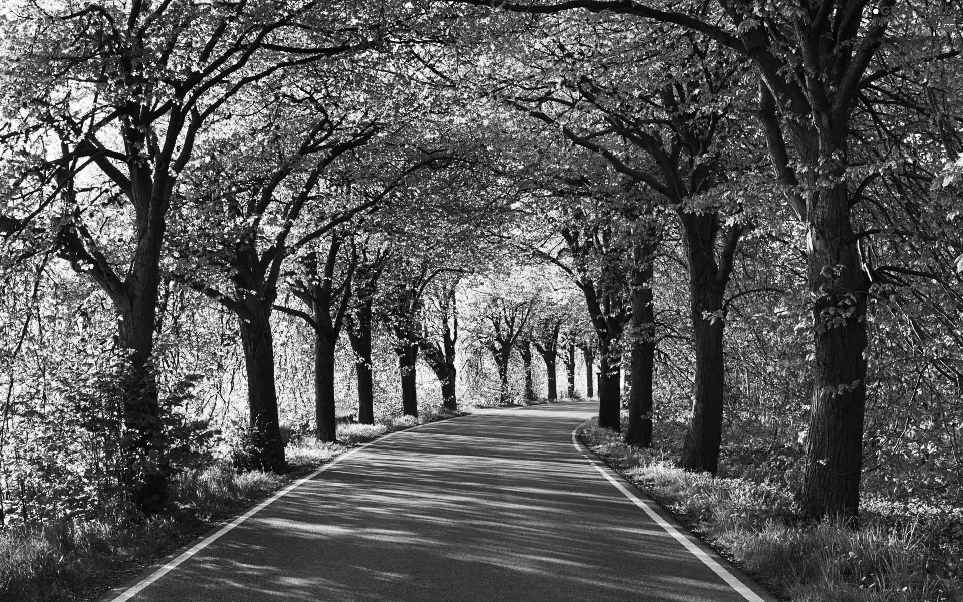 trees, asphalt, Way, viewes