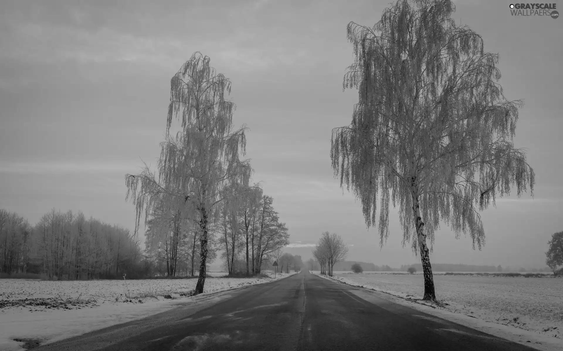 Way, winter, field, snow, morning, dawn, trees, viewes, frosty