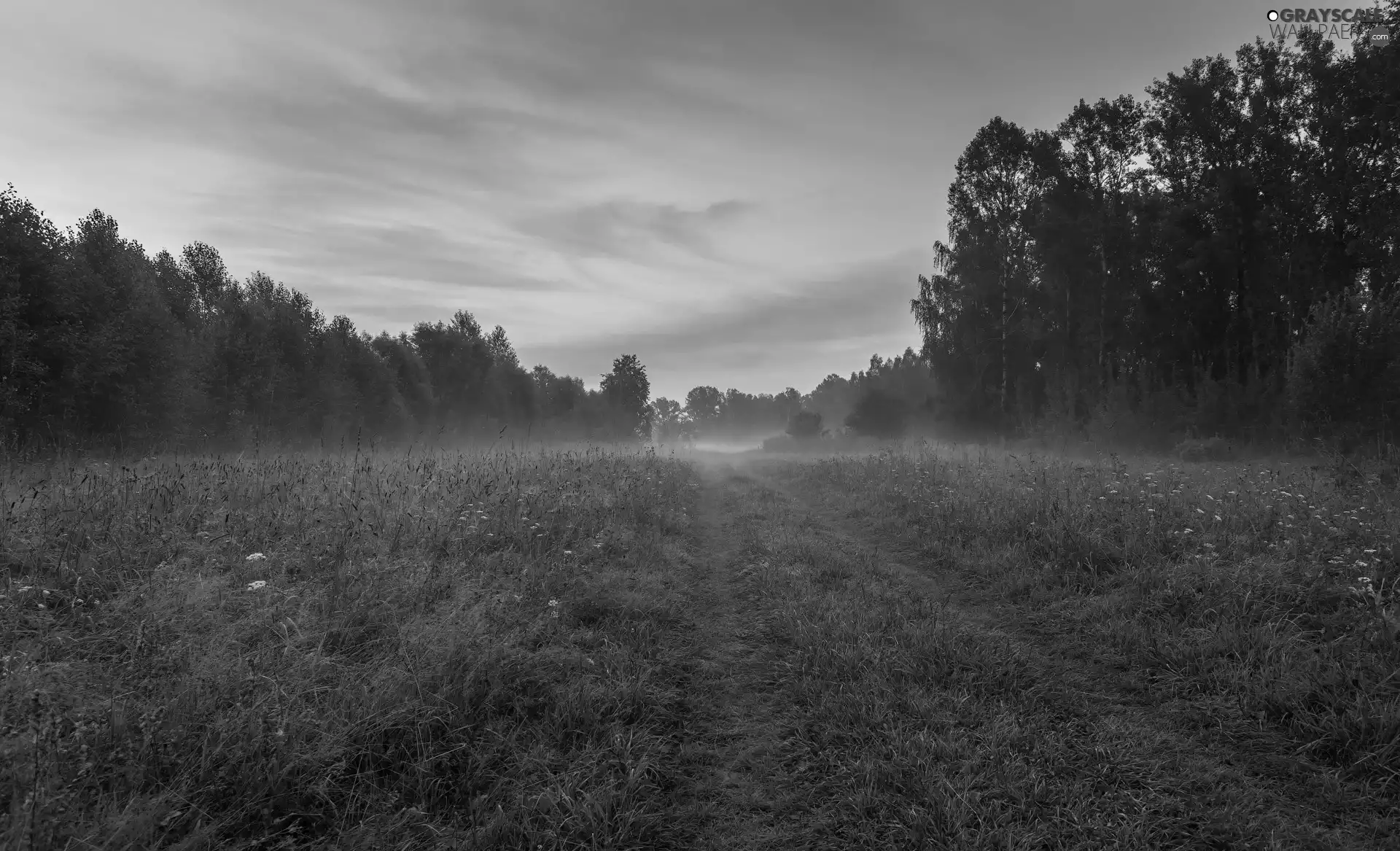 viewes, forest, Fog, Way, Meadow, trees
