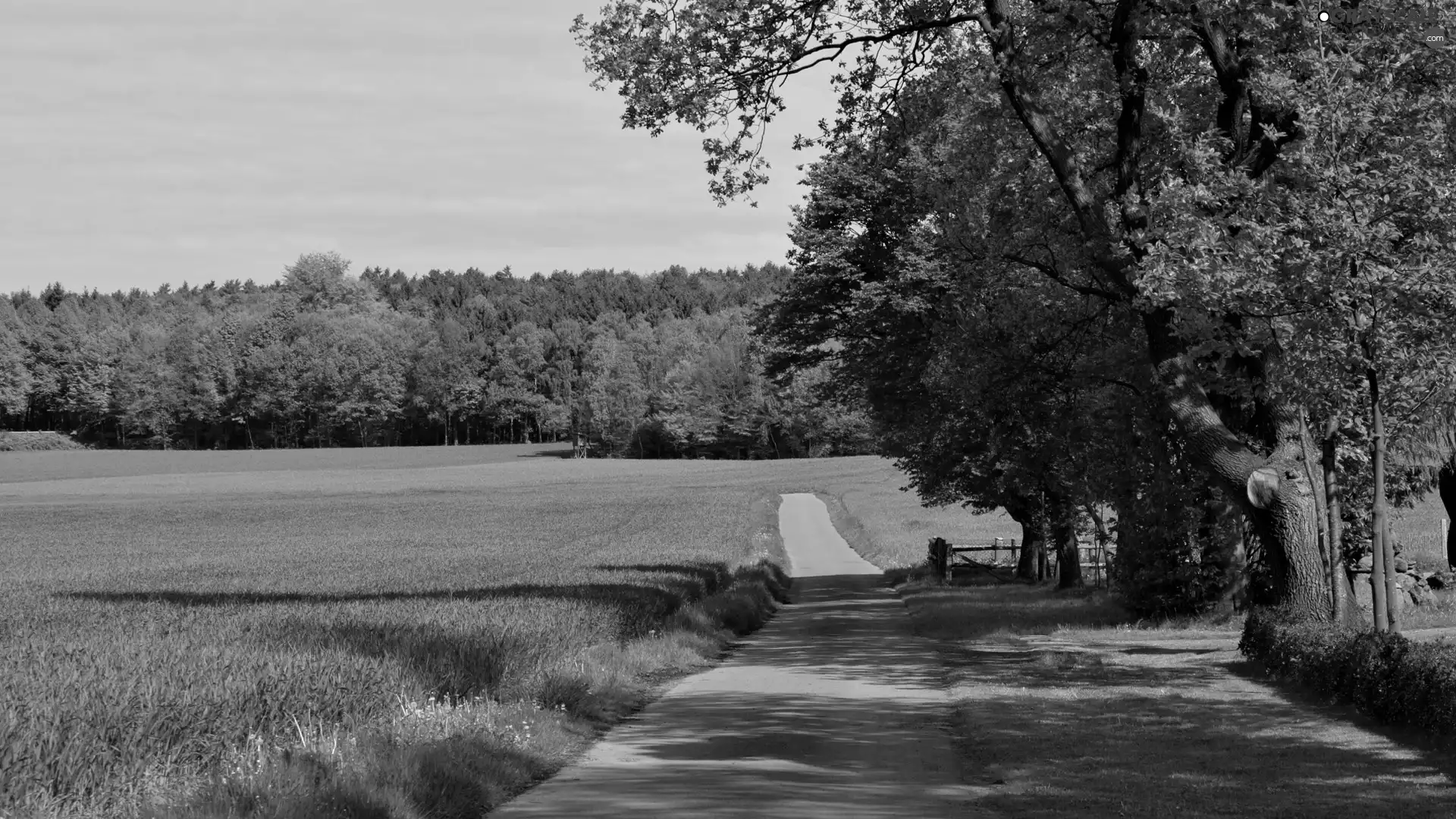 trees, Meadow, Way, viewes