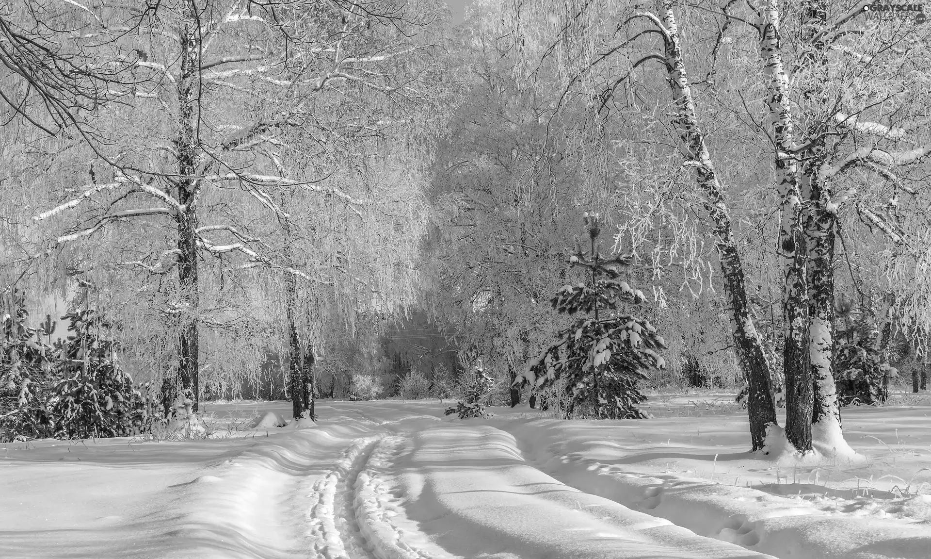 snow, Way, trees, viewes, winter