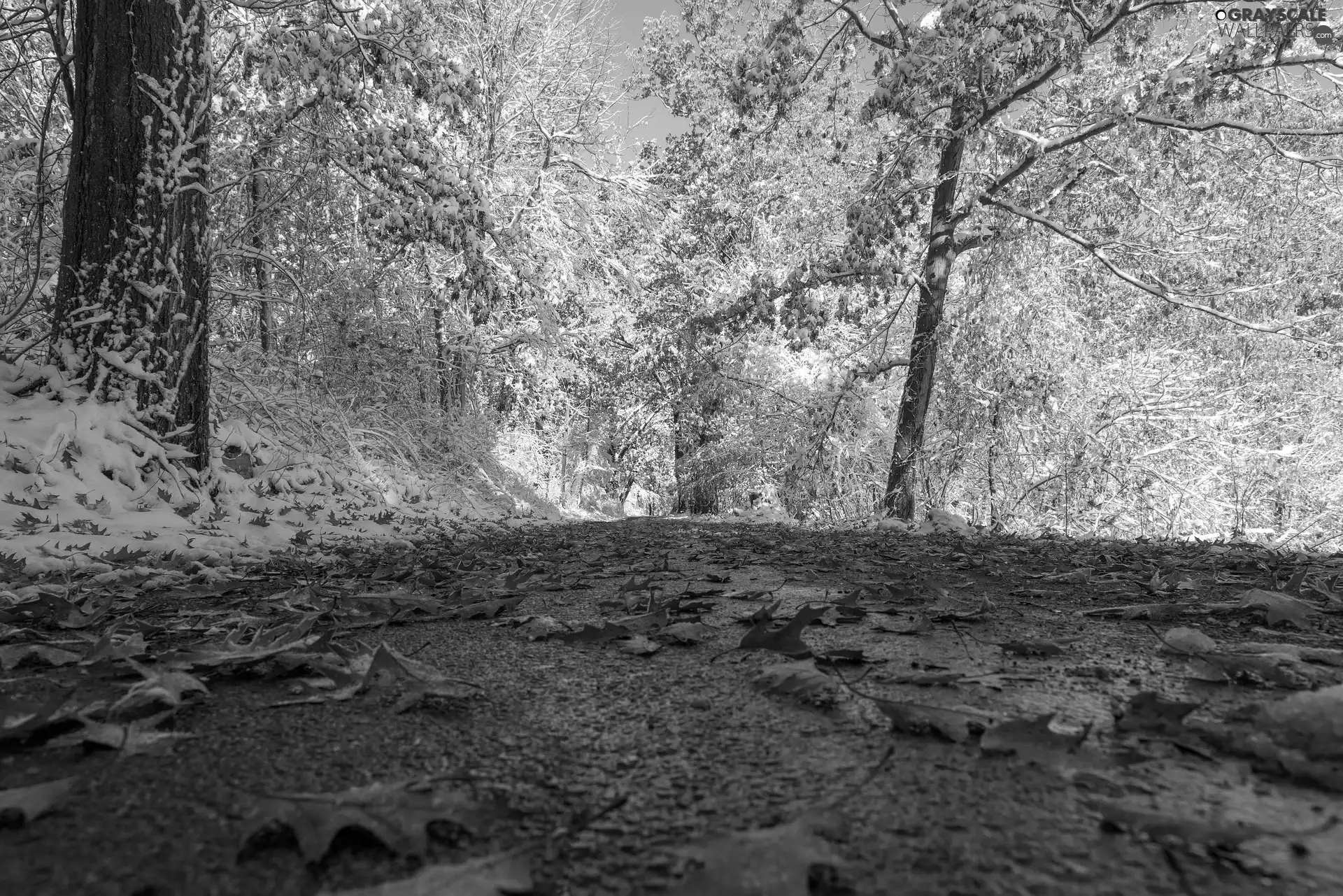 Way, autumn, fallen, Leaf, sunny, day, viewes, snow, trees