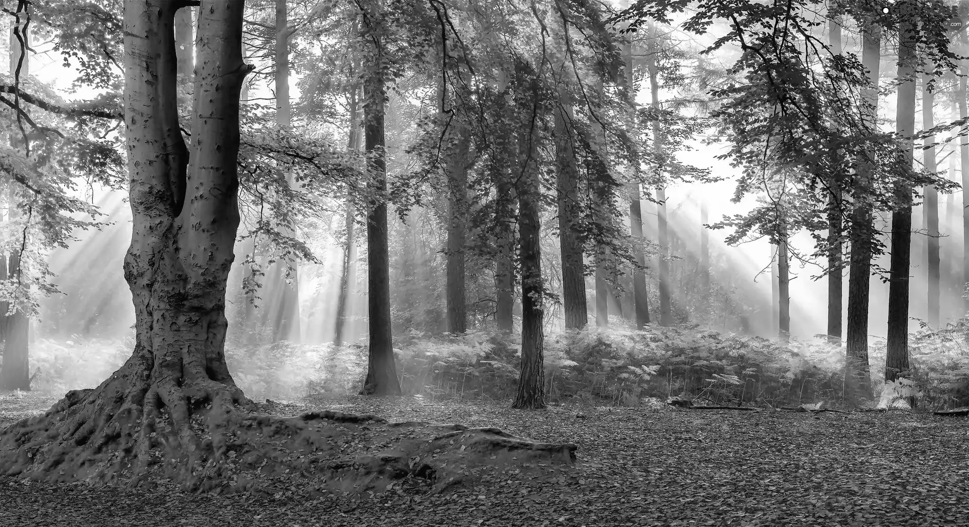 viewes, Way, sun, Autumn, rays, trees, forest, Leaves