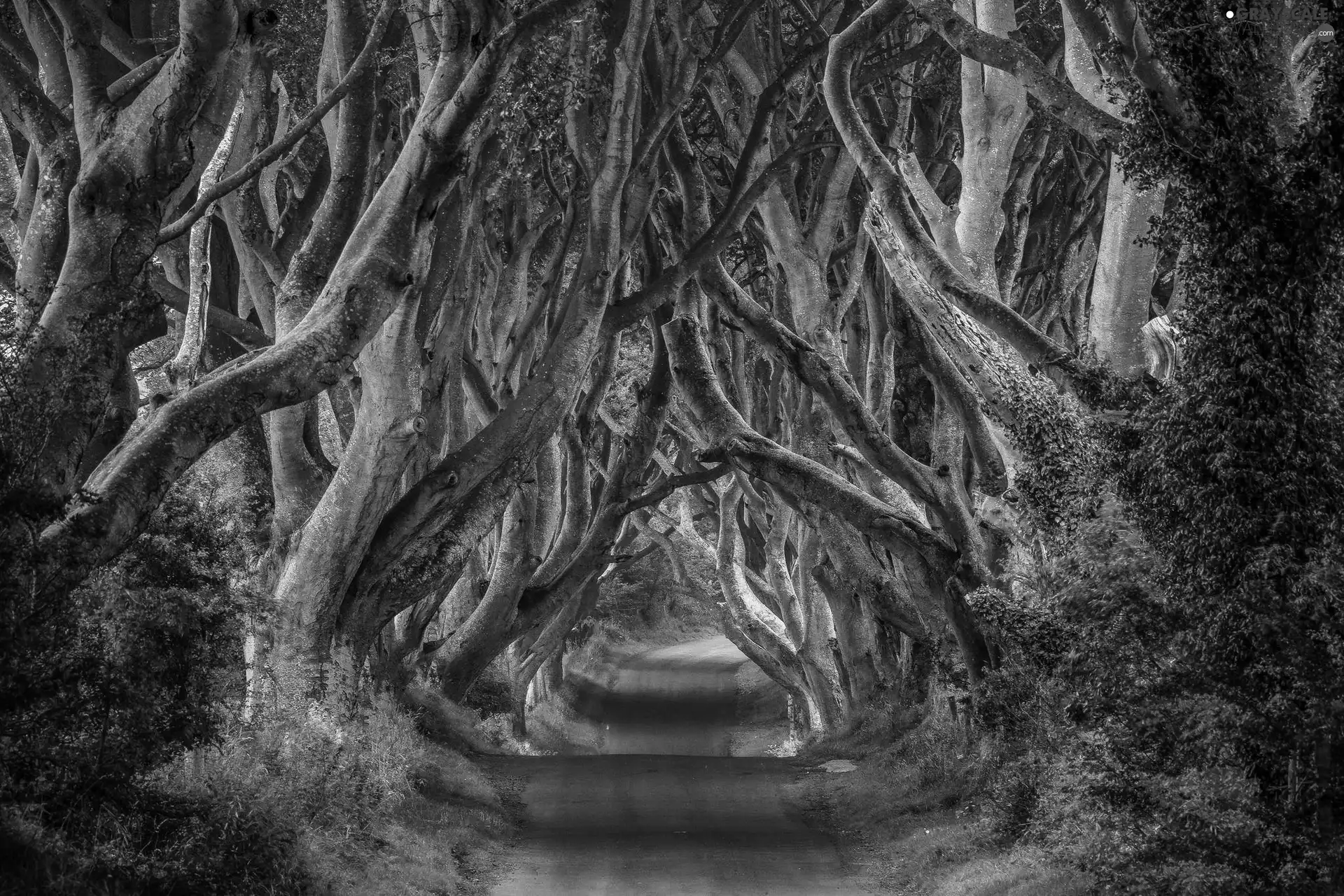 Way, trees, viewes