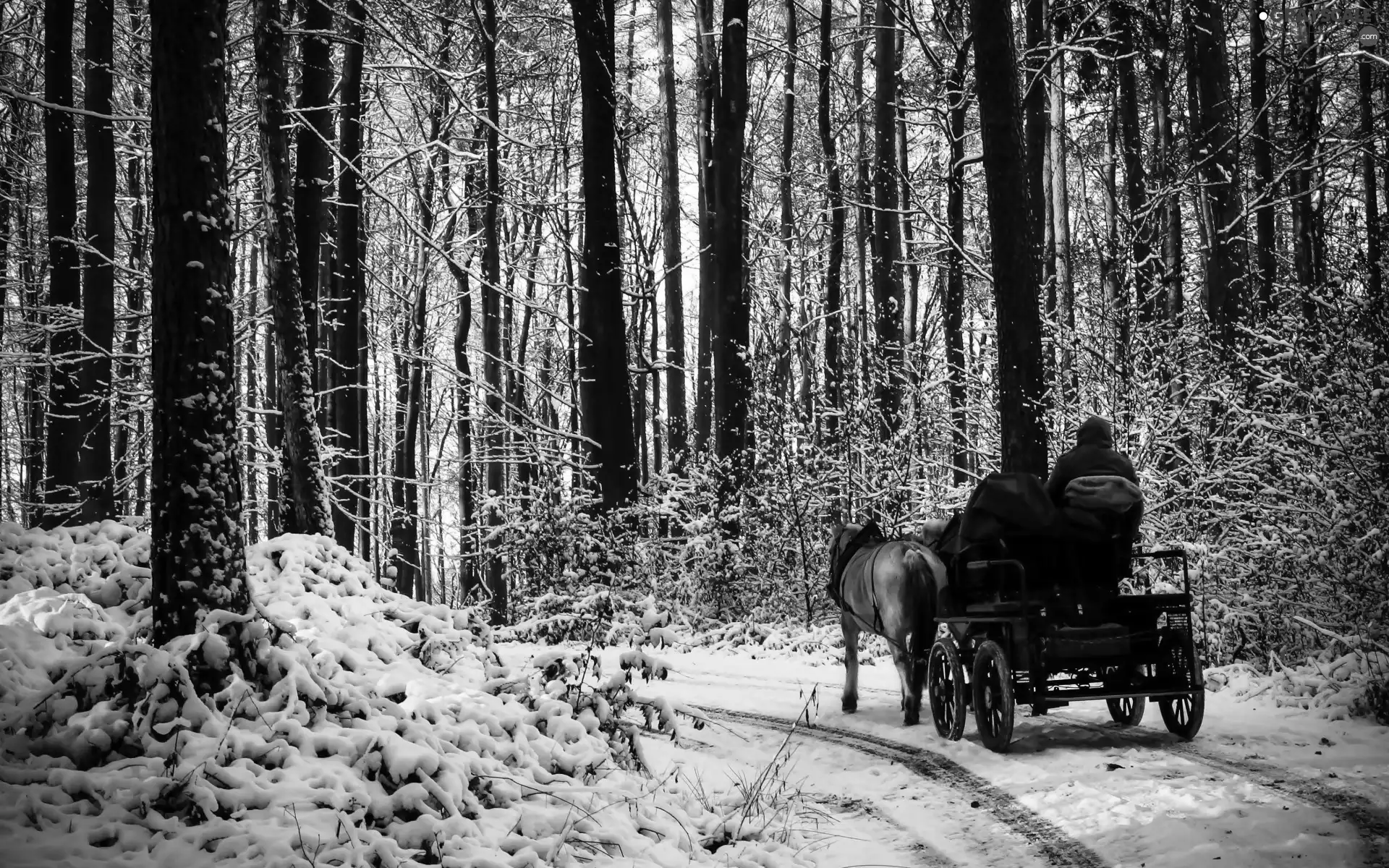 People, forest, Way, winter, bloodstock, chaise