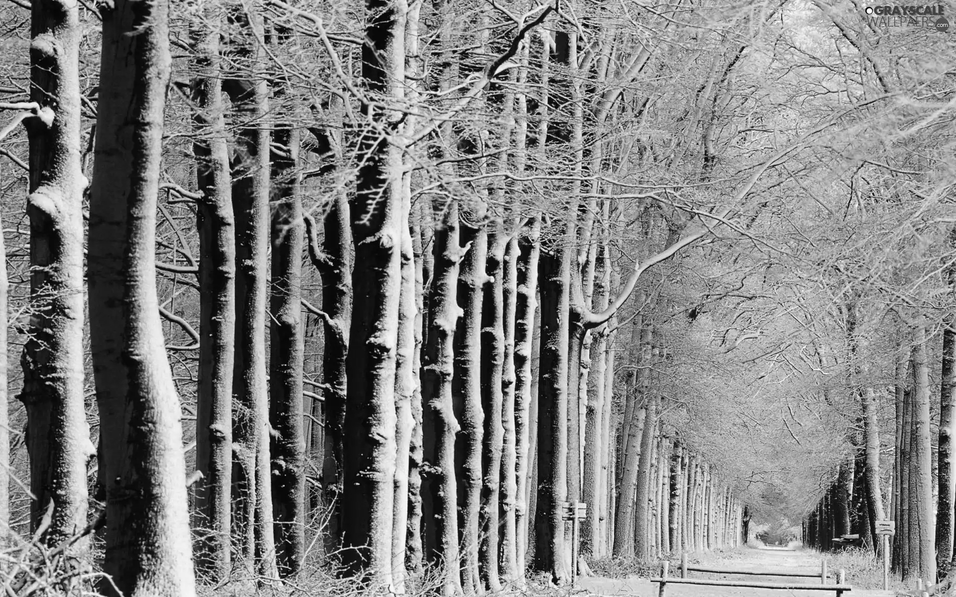 Way, winter, trees, viewes, forest