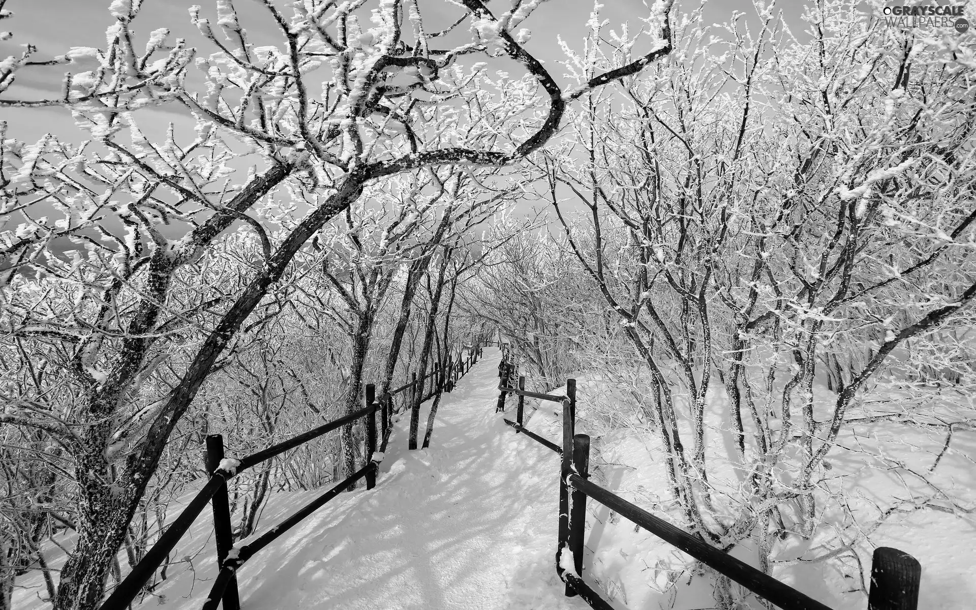 Way, winter, trees, viewes, Garden