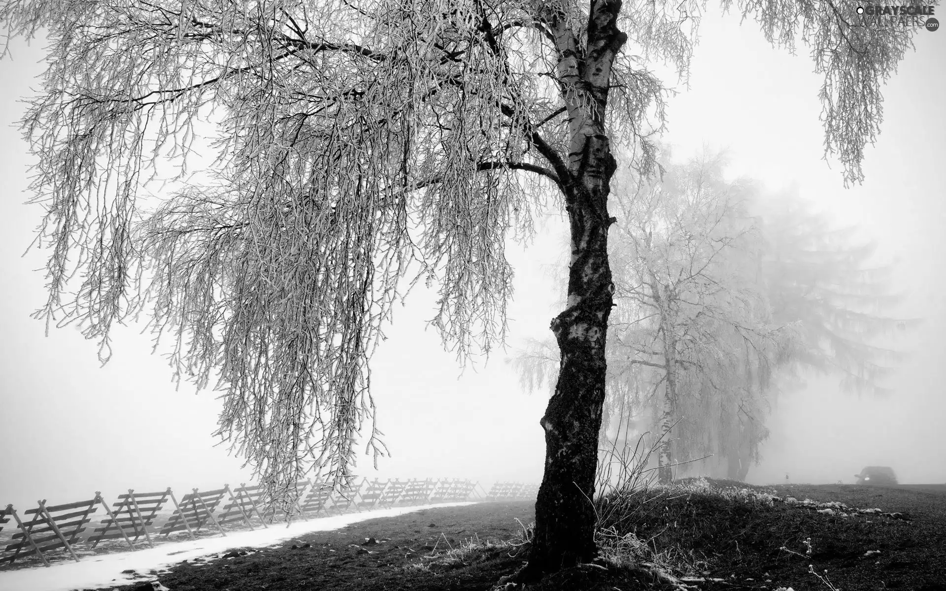 Way, winter, trees, viewes, Snowy