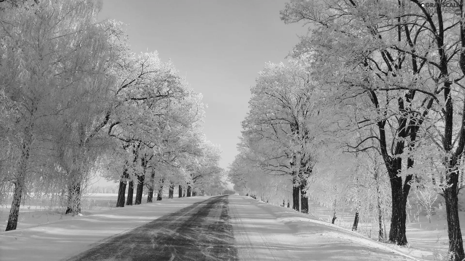 Way, winter, viewes, snow, trees