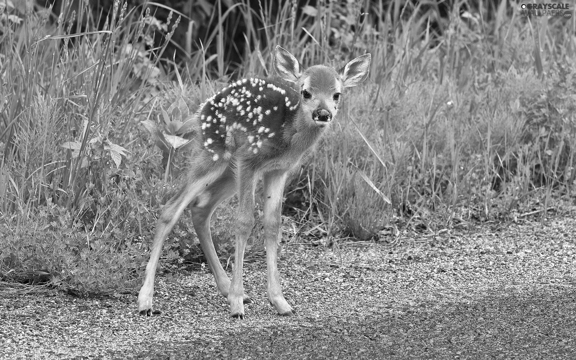 young, forest, Way, deer