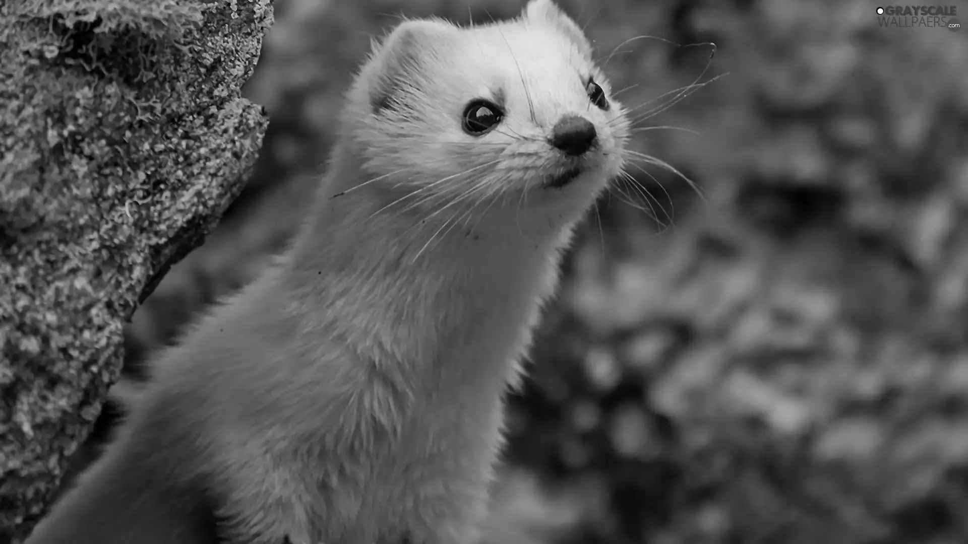 weasel