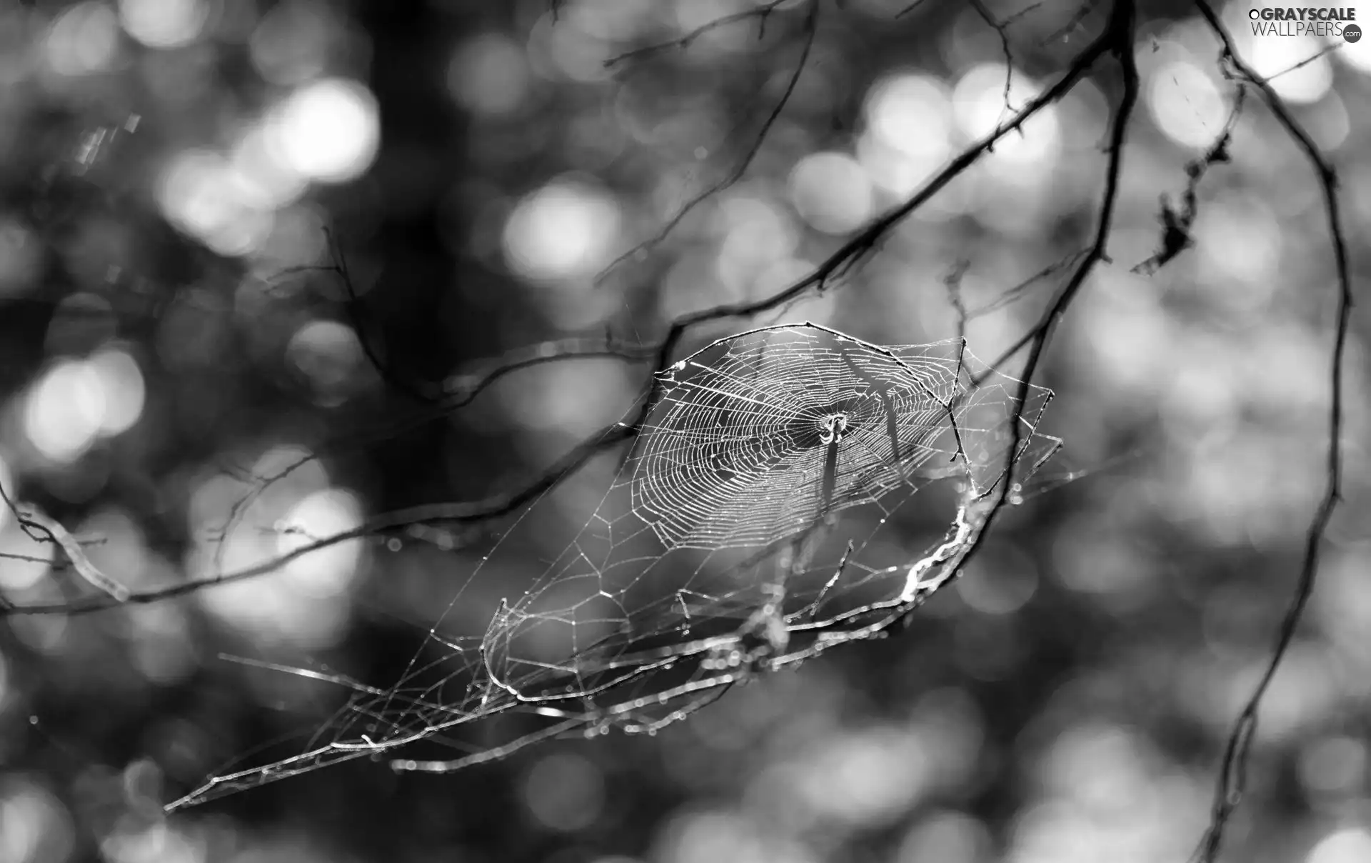 Spider, branch pics, Web