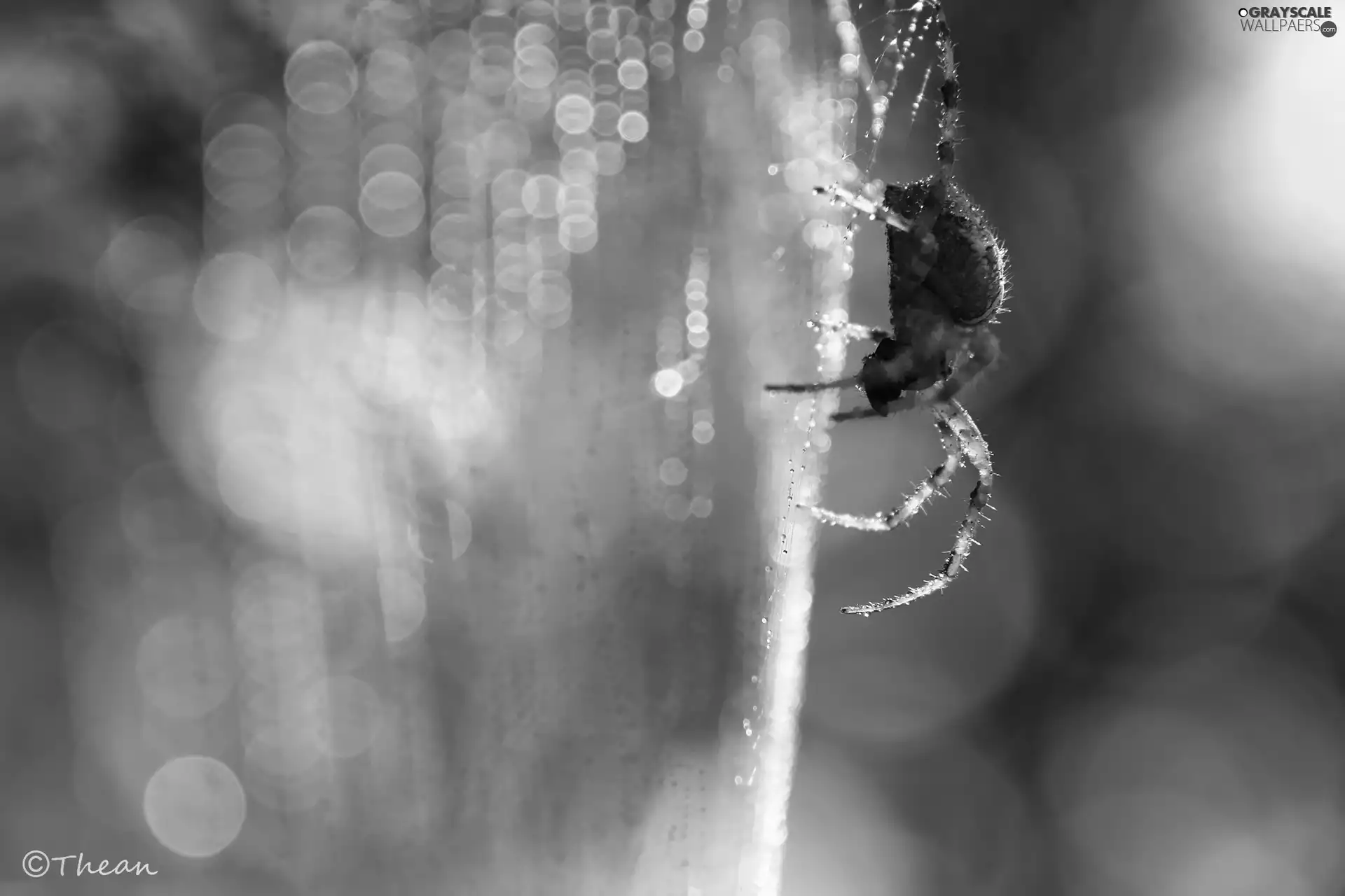 Web, Spider, net