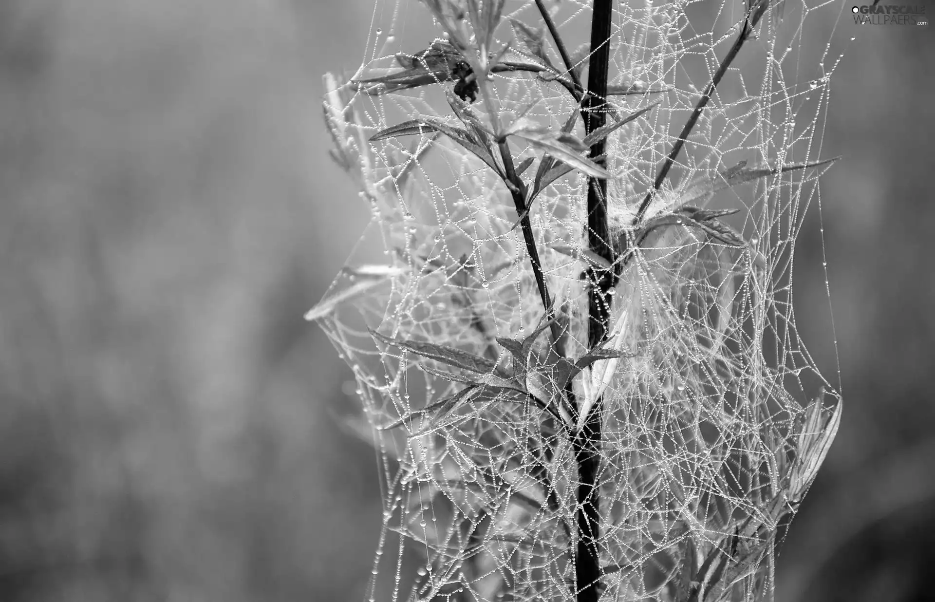 plant, Web