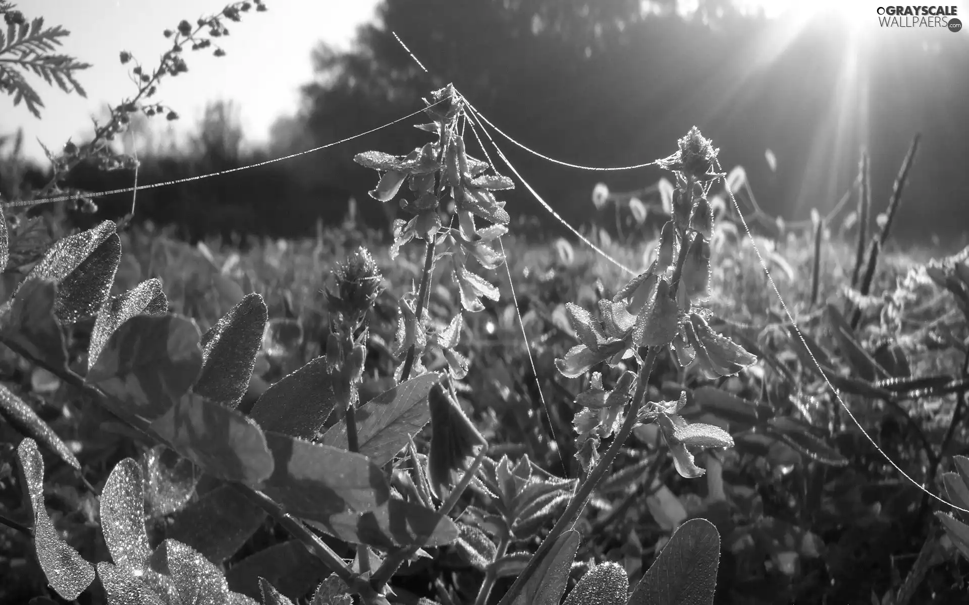 Web, rays, Flowers, dew, purple