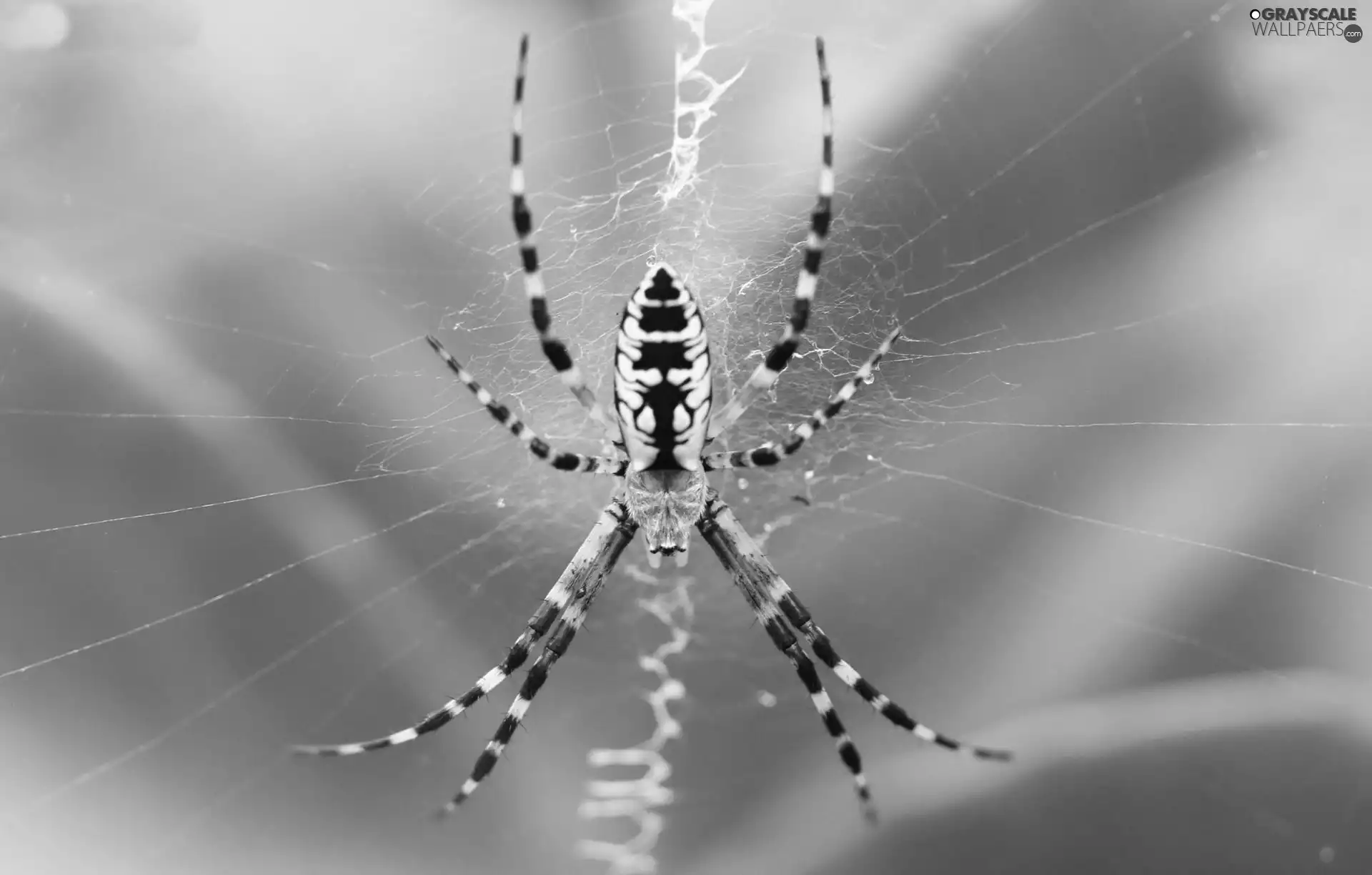 Web, Spider, Argiope