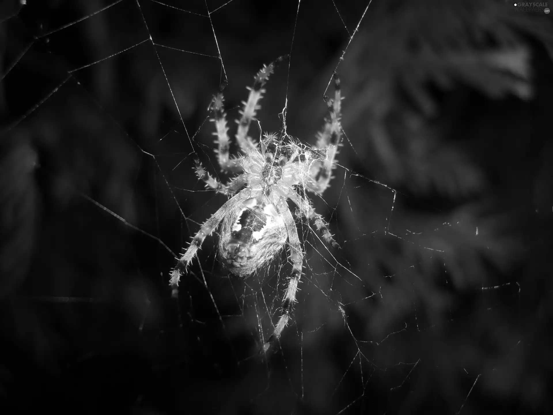 Spider, Web