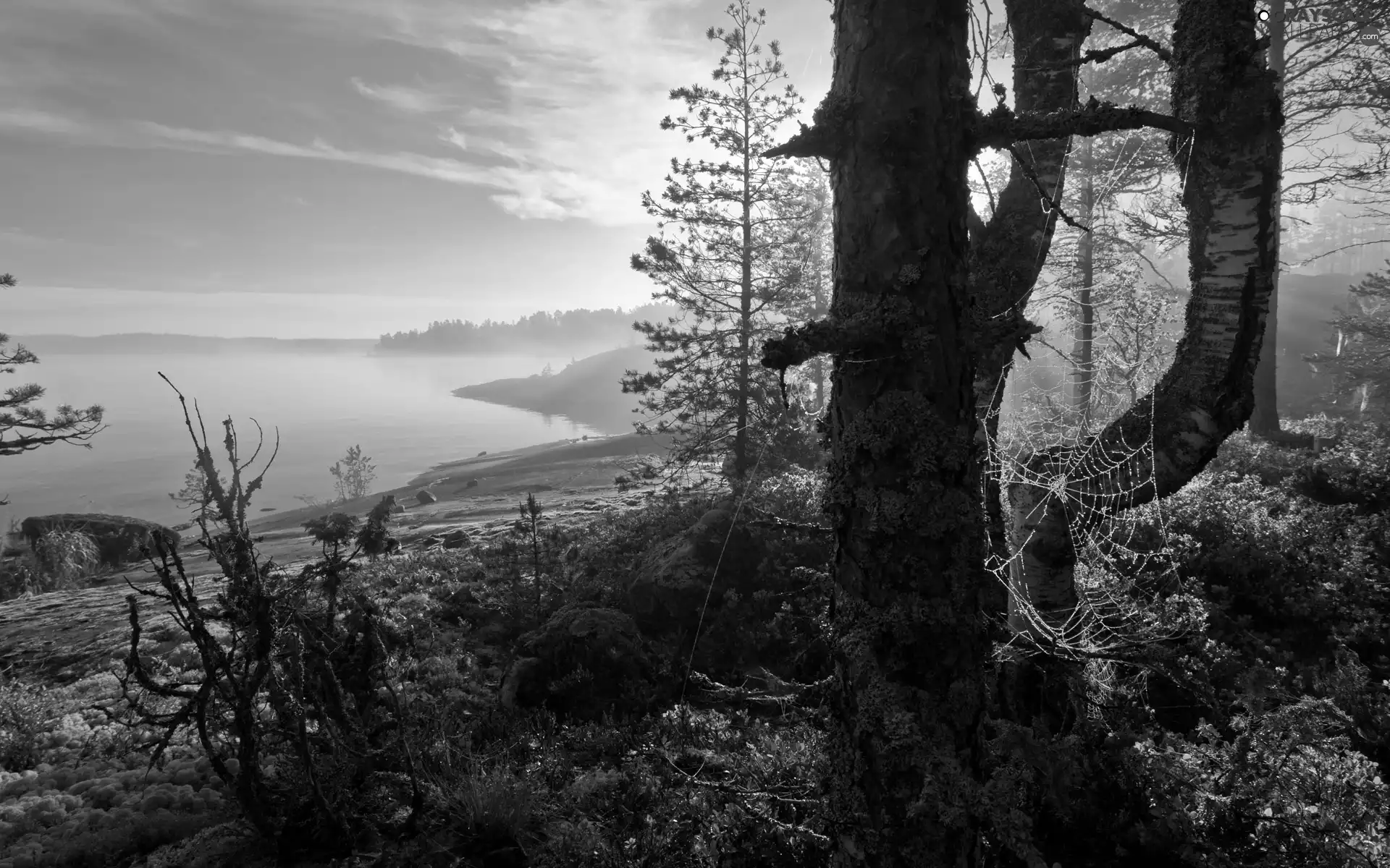 Web, lake, trees