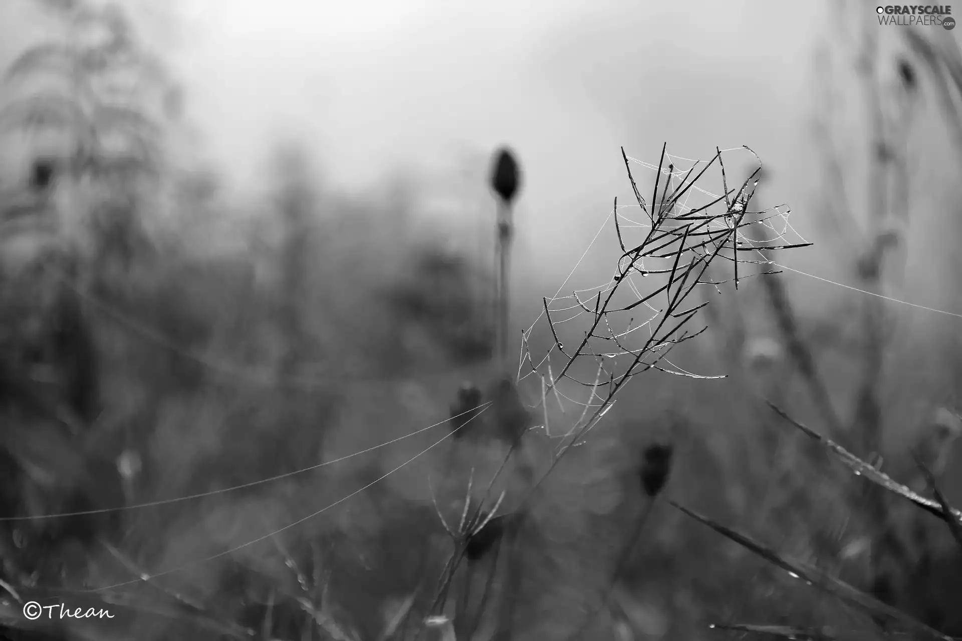 Meadow, Plants, drops, Fogged, wet, website, Close