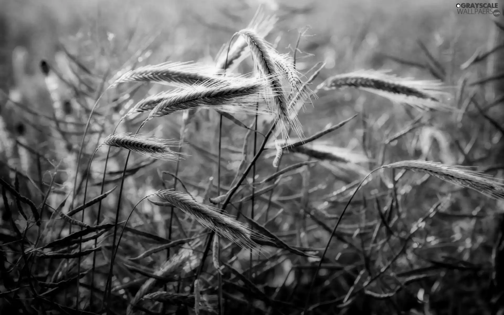 Ears, red weed