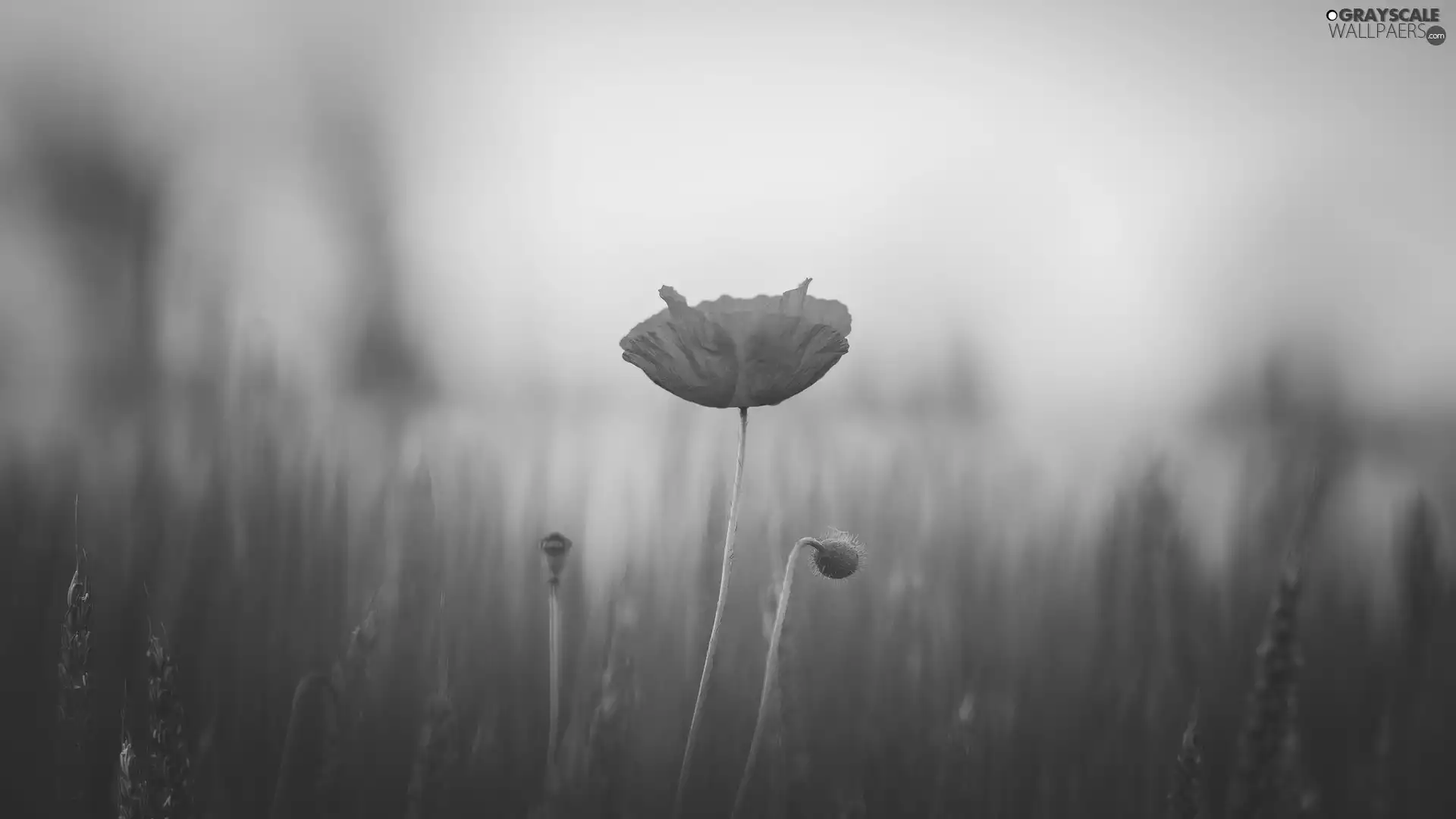 field, red weed