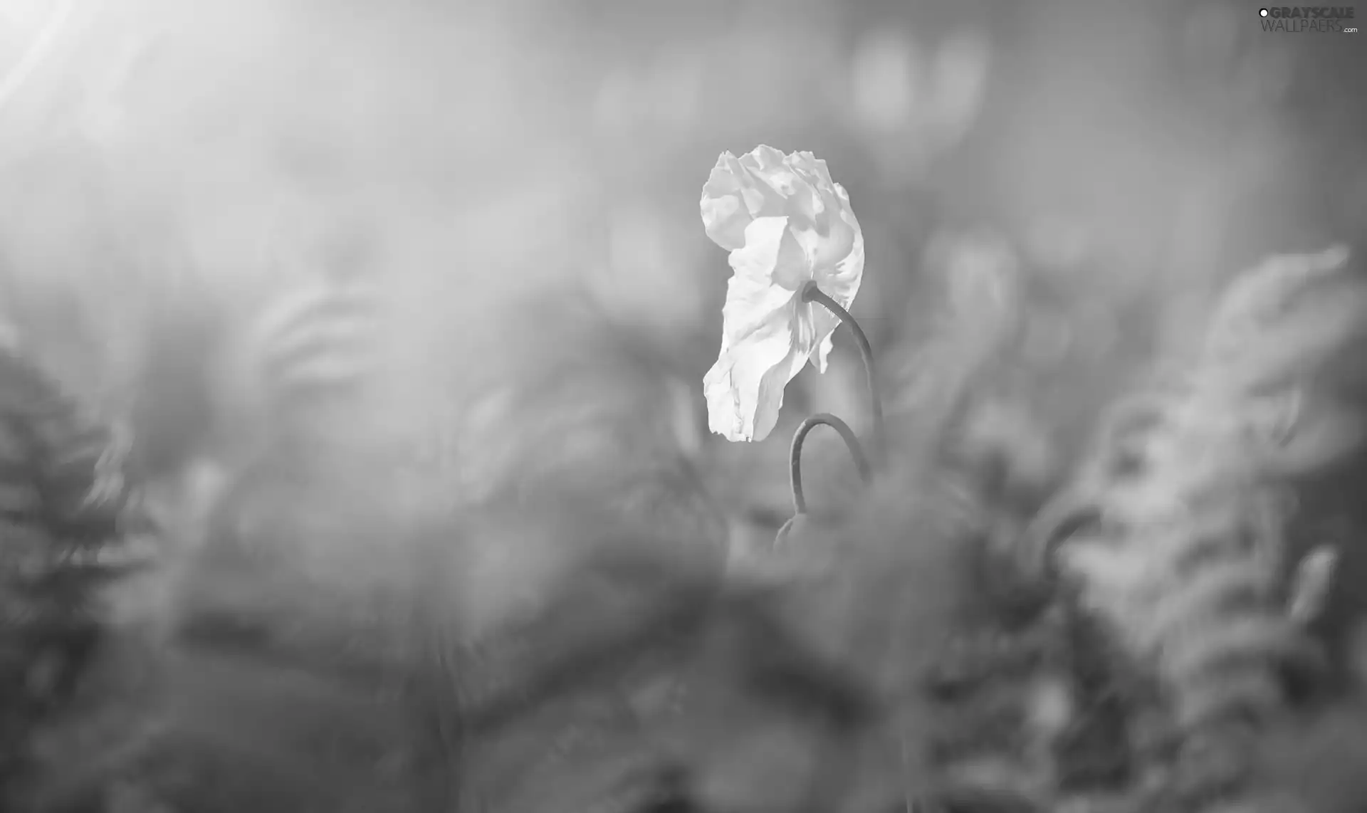 Colourfull Flowers, red weed, blurry background, White