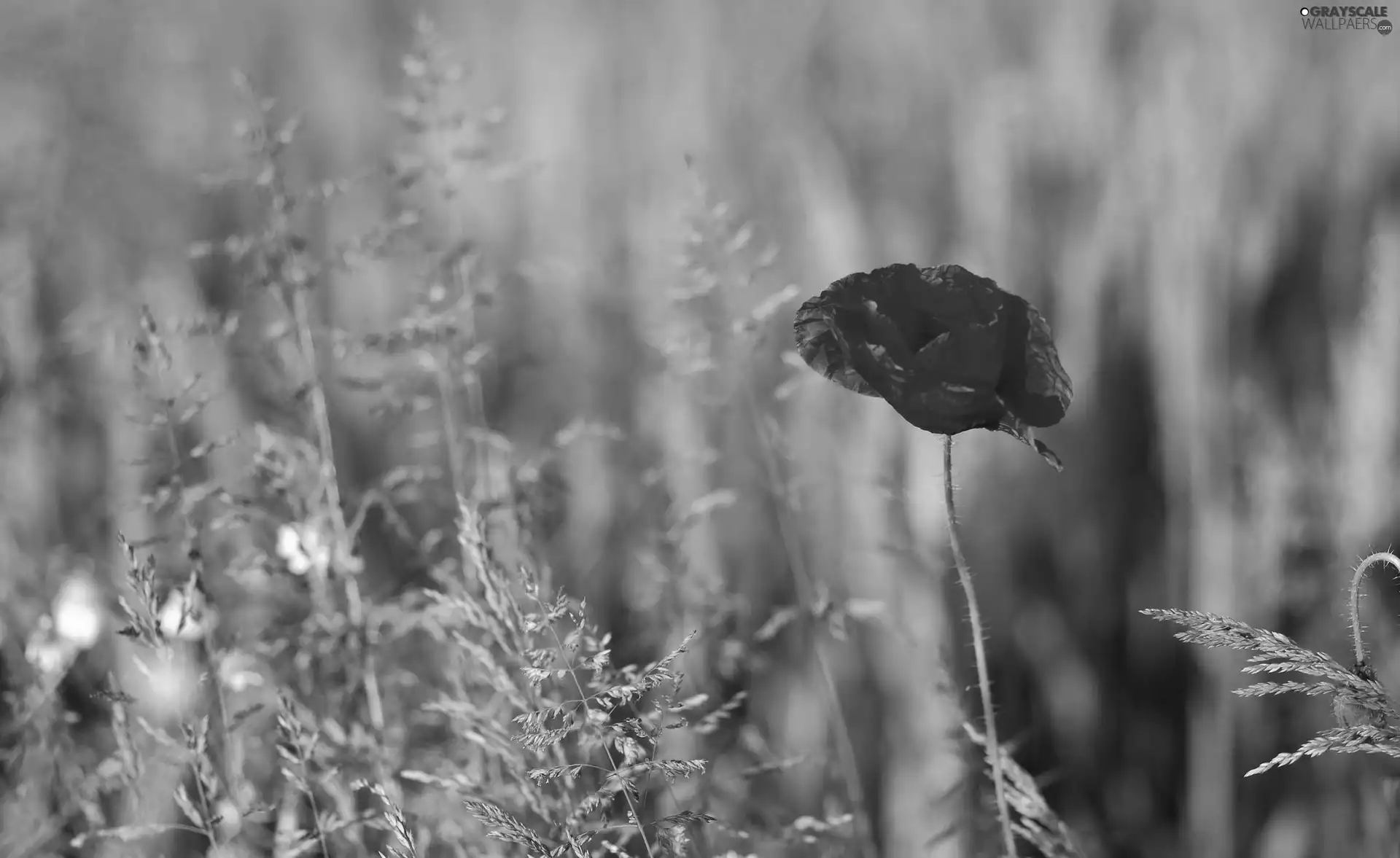 Red, red weed