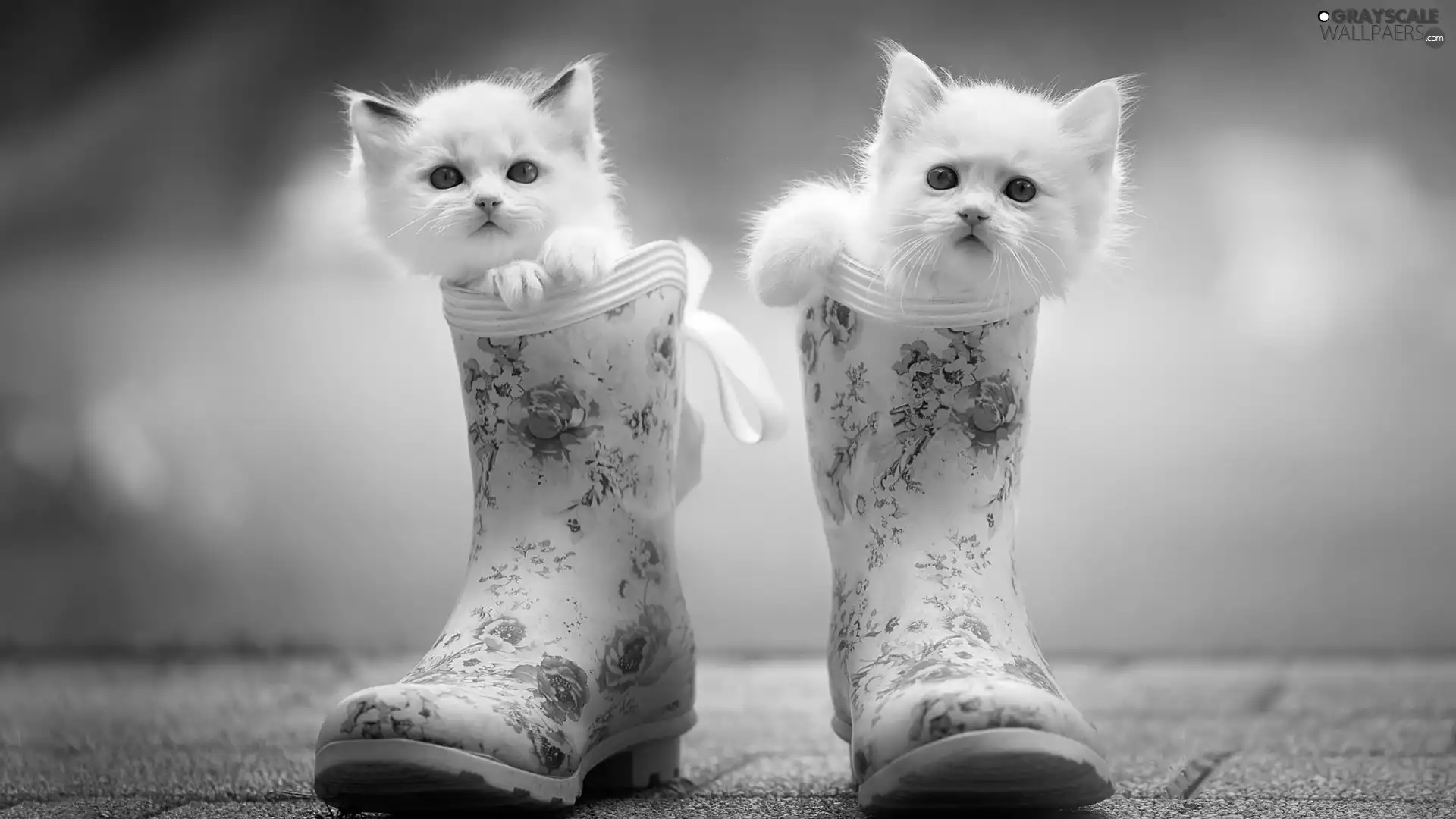 cats, wellingtons