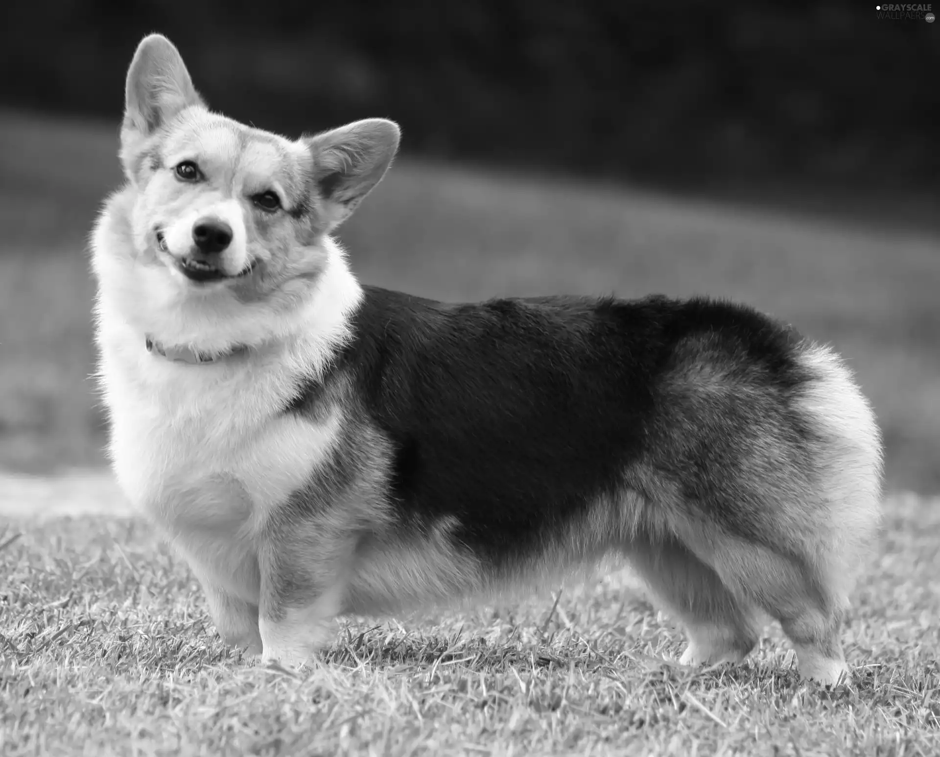 mouth, Welsh corgi pembroke