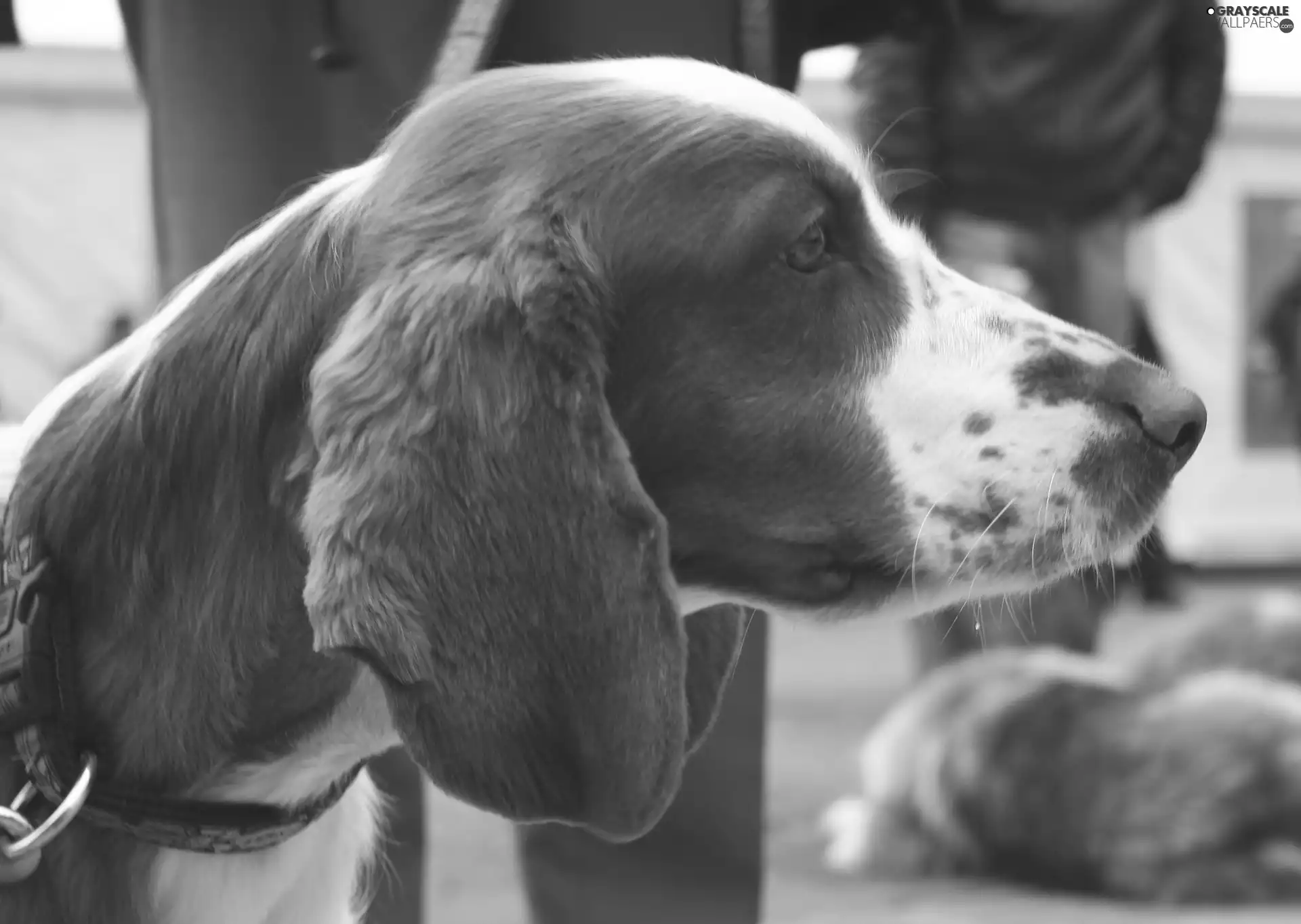 Head, Welsh Springer Spaniel