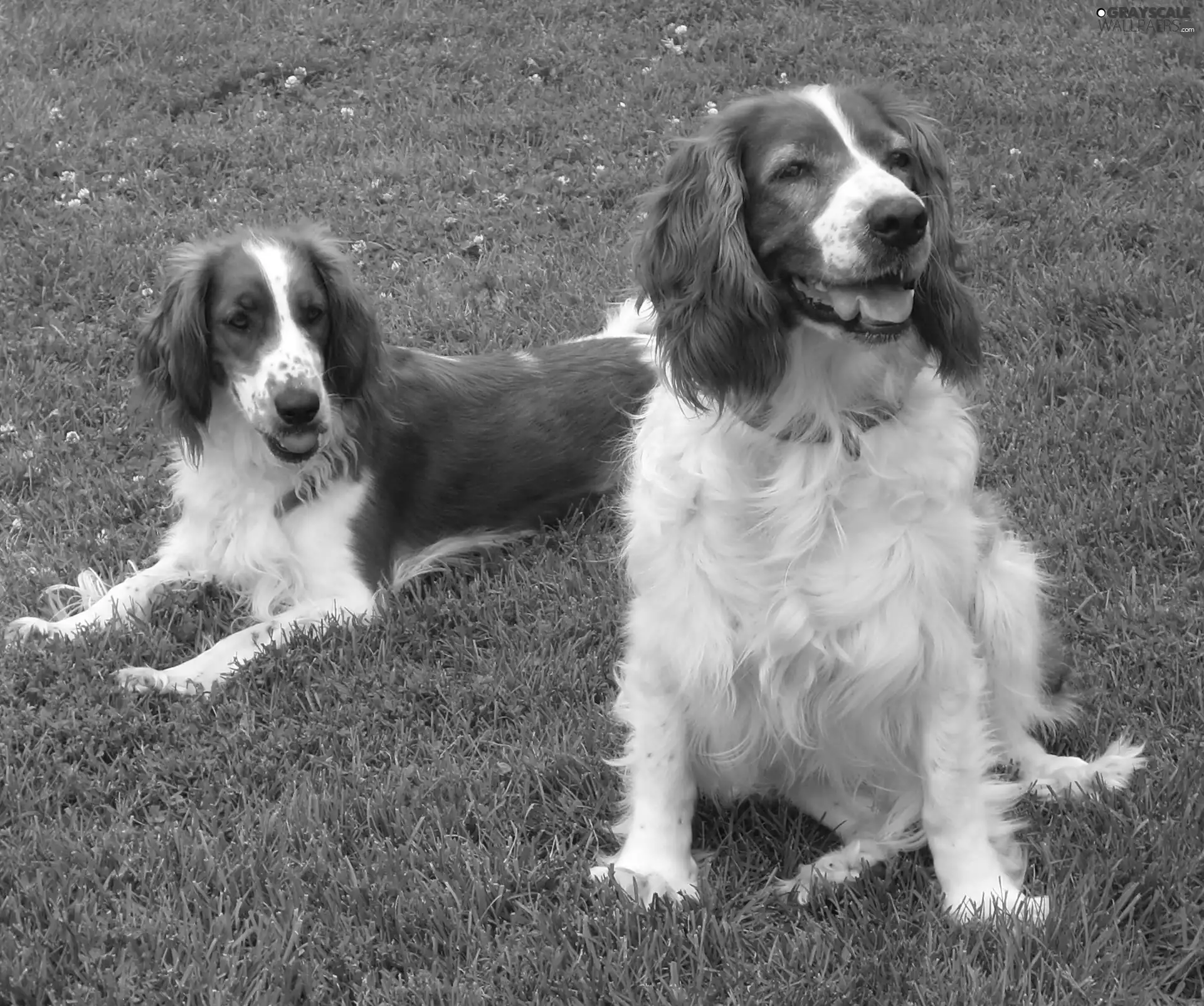 grass, Two cars, Welsh Springers spaniels