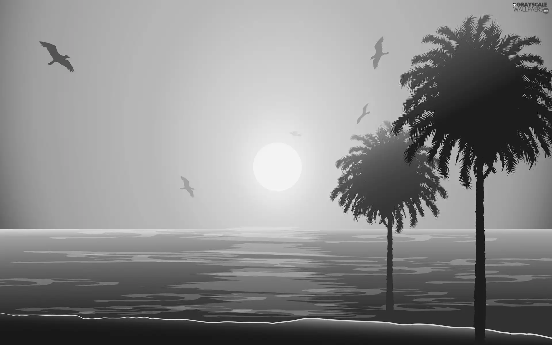 birds, Beaches, sun, Palms, sea, west, 2D
