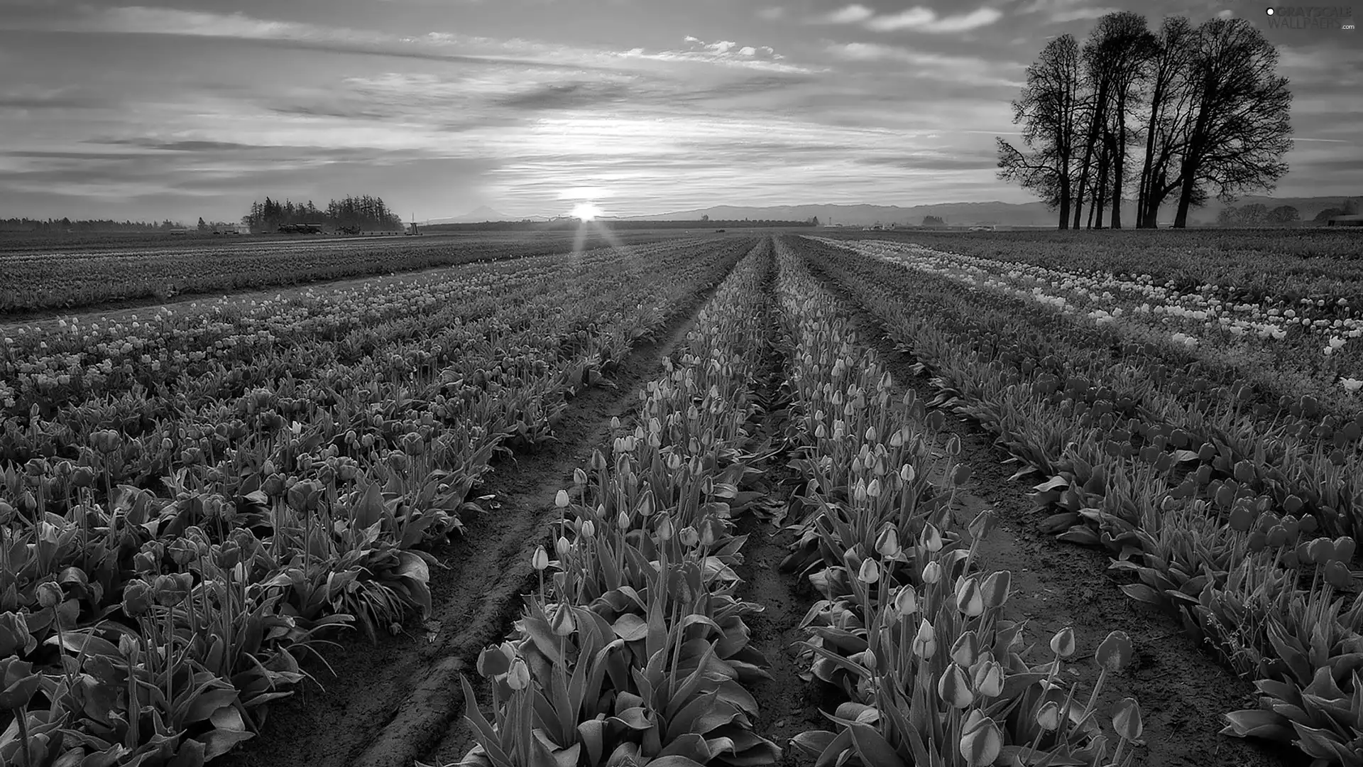 west, Tulips, Field