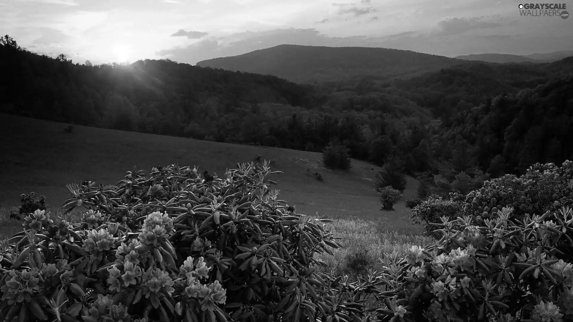 west, The Hills, flourishing, Rhododendrons, sun, woods