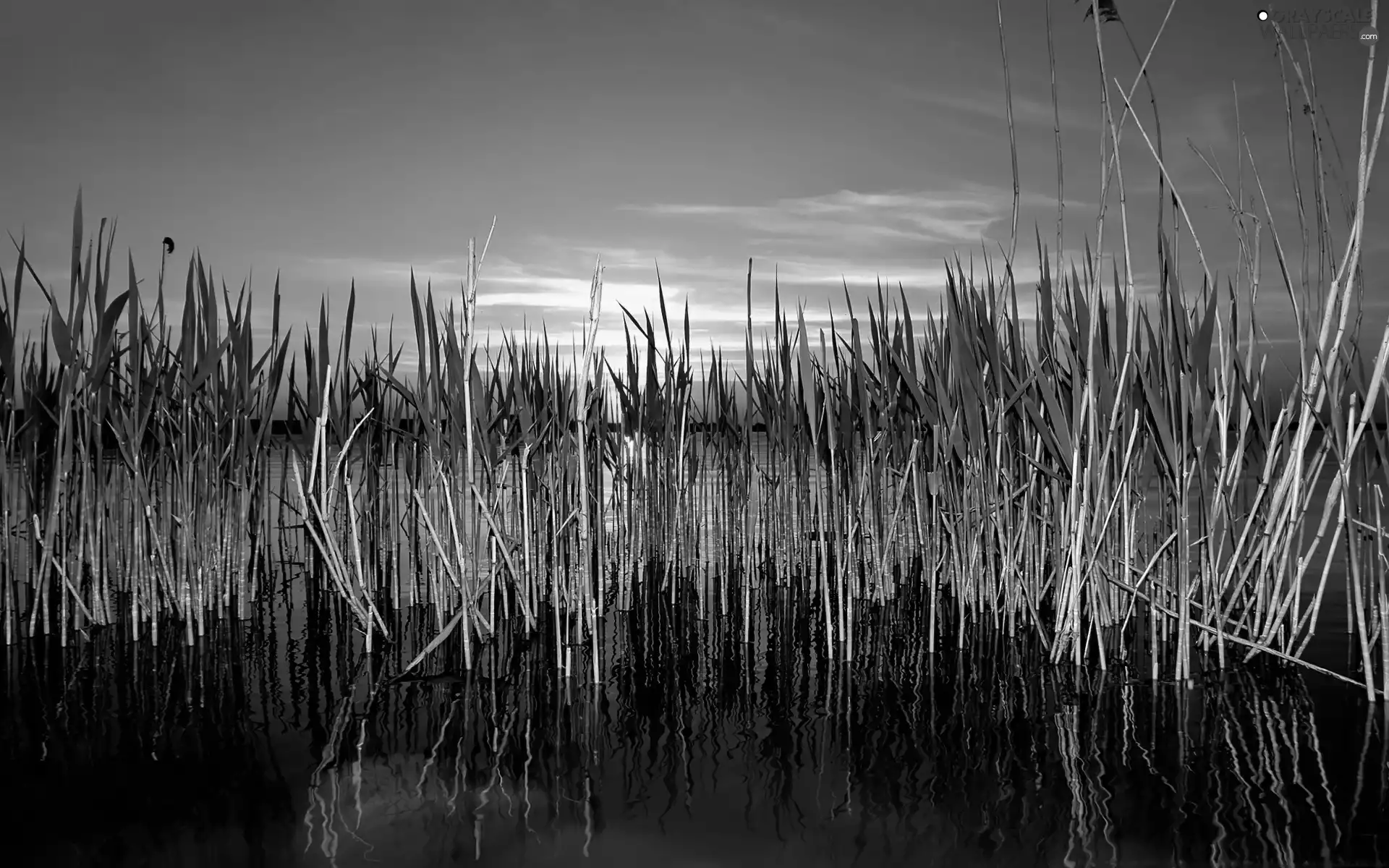 west, grass, lake