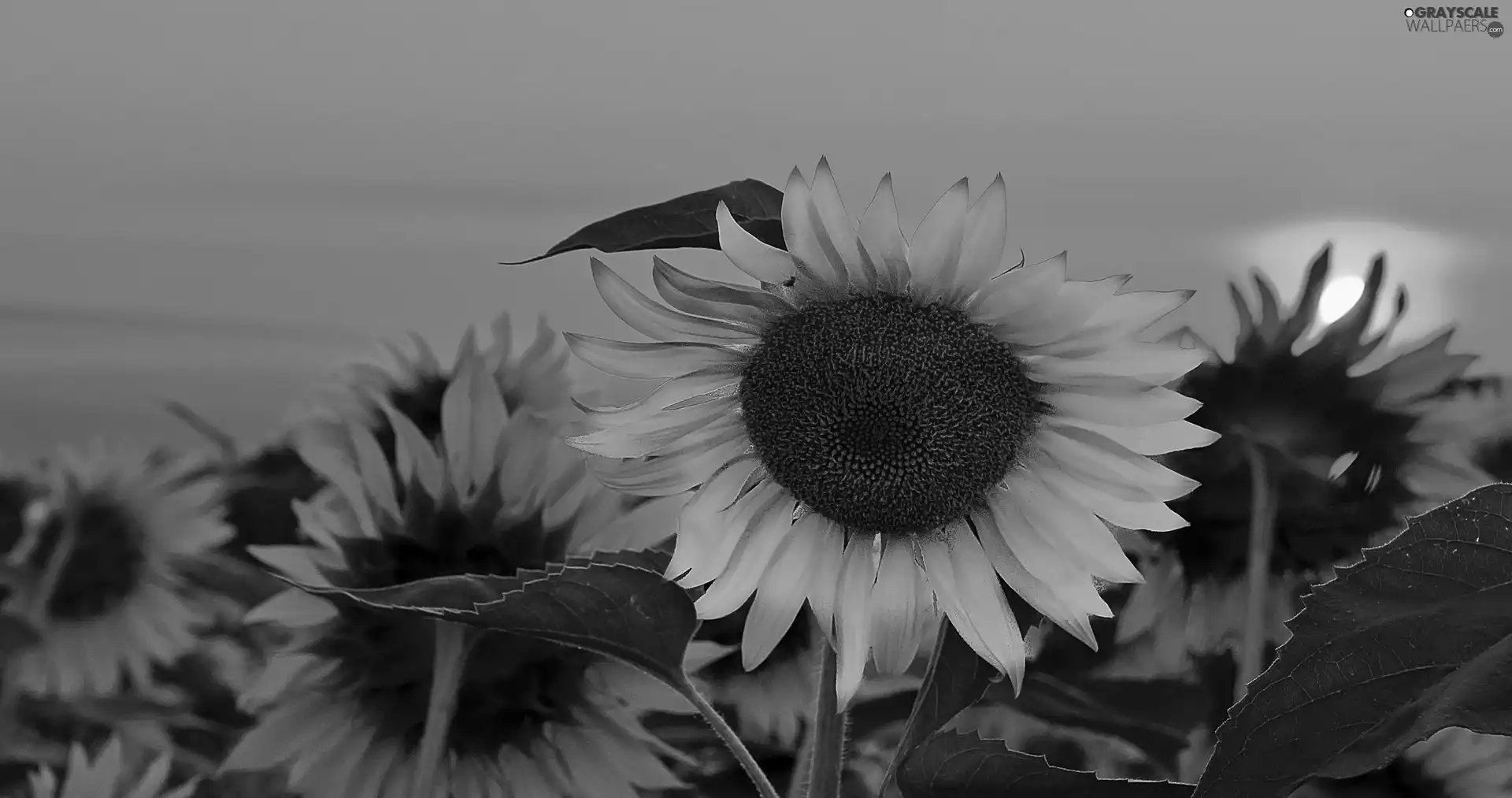 sun, Nice sunflowers, west